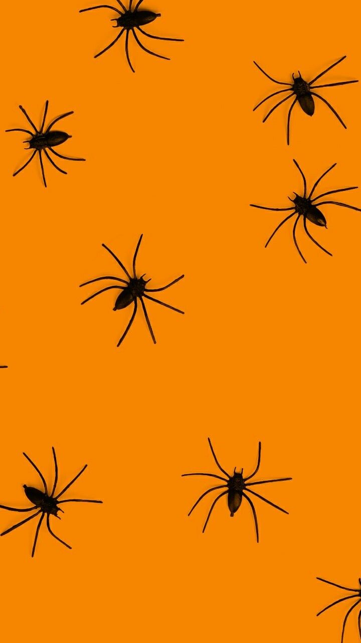 Halloween spider. Halloween wallpaper, Fall wallpaper, Halloween spider
