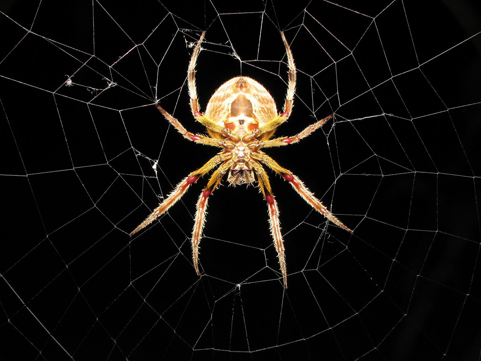 Spider Wallpaper. Spider Web Wallpaper, Halloween Spider Wallpaper And Spider Man Laptop Wallpaper