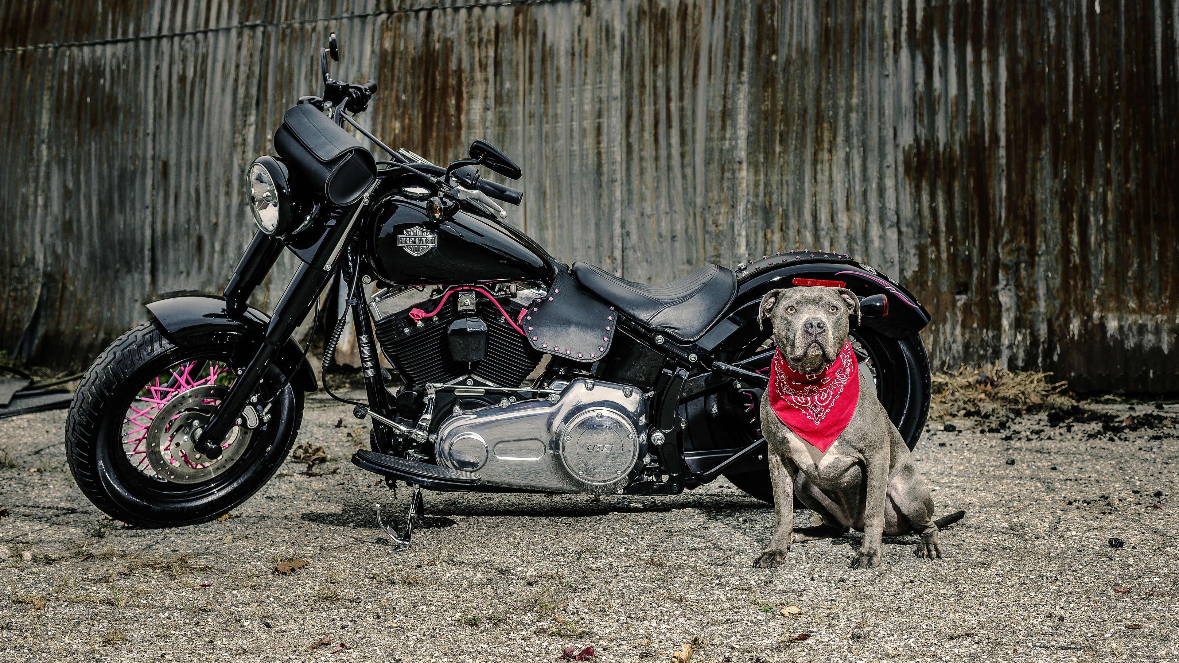 Wallpaper 4k Harley Davidson And Dog 4k Wallpaper, 5k Wallpaper, Bikes Wallpaper, Hd Wallpaper