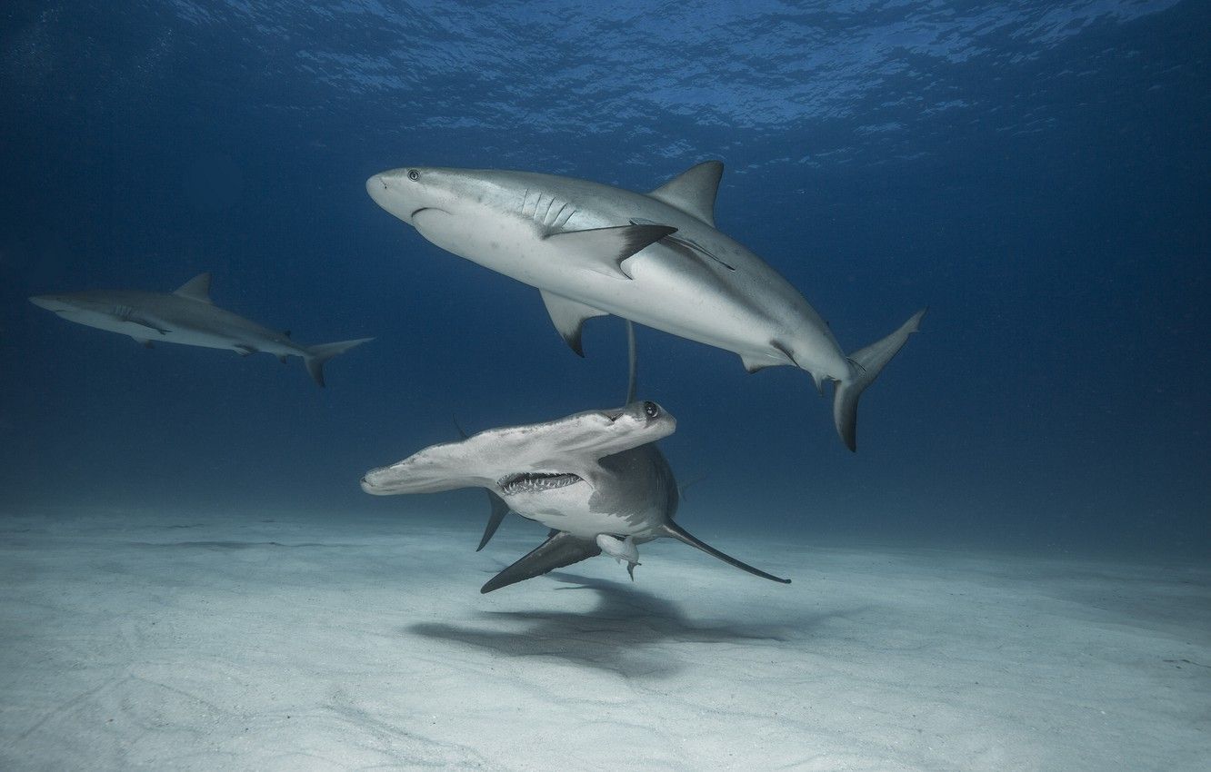Wallpaper the ocean, shark, sharks, the hammerhead shark image for desktop, section животные