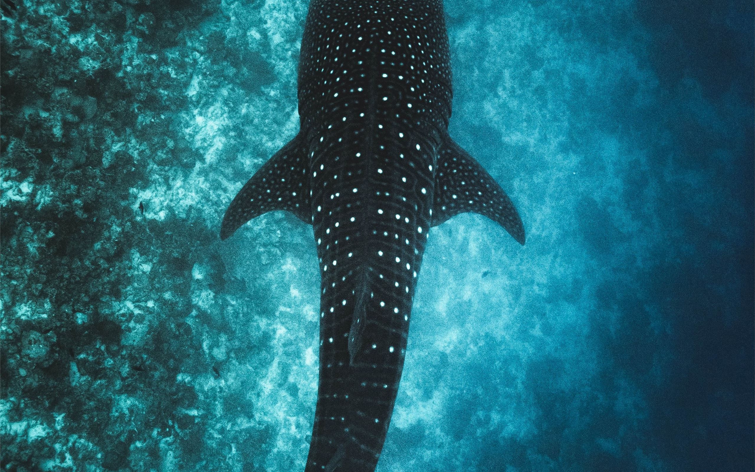 Best shark Mac Wallpaper Free HD Download