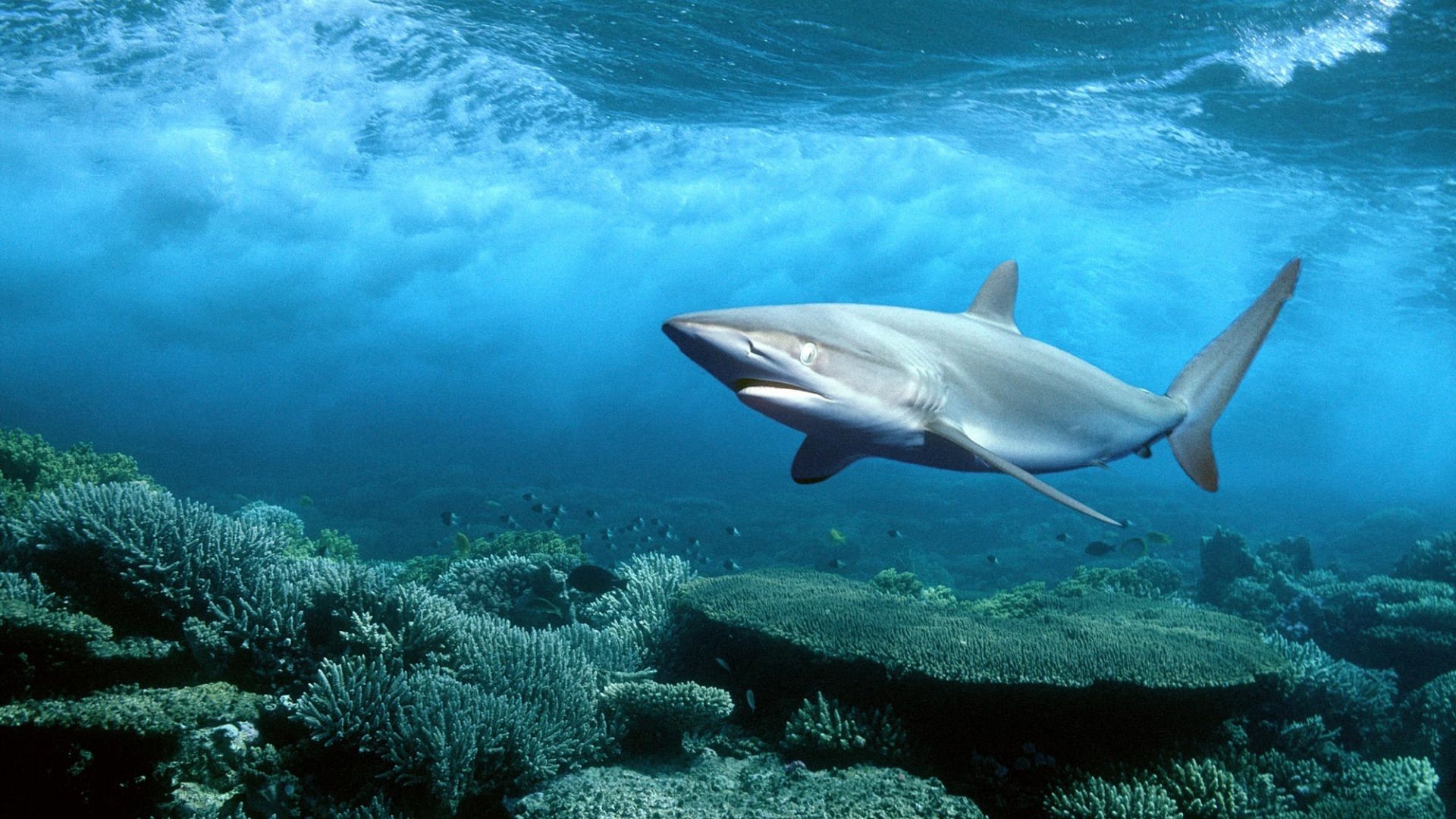 Shark wallpaperx1080