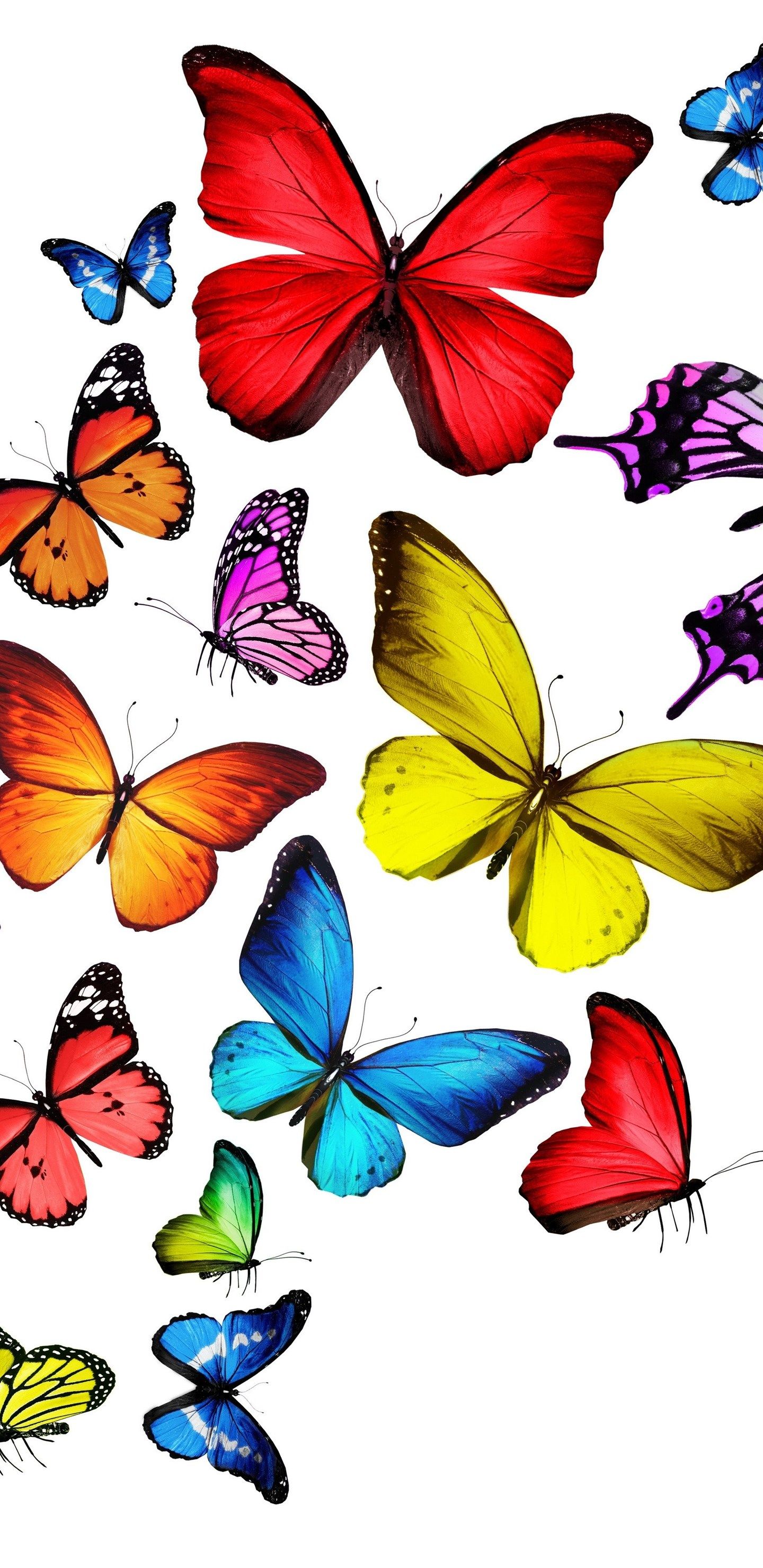 Iphone Rainbow Butterfly Wallpapers Hd