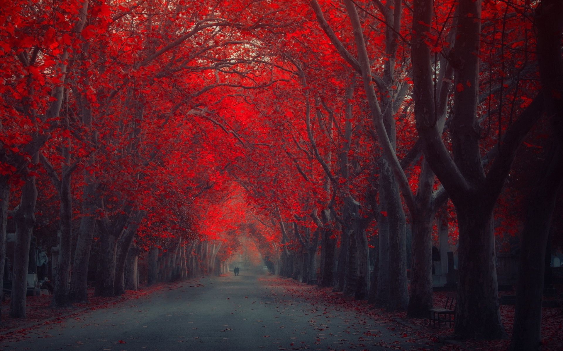 Red Trees In Autumn HD Wallpaper