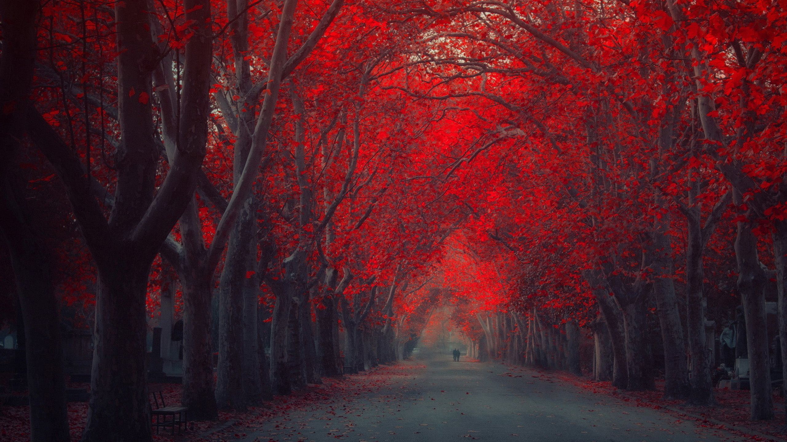 Red Tree Autumn (2560×1440). Forest wallpaper, Tree HD wallpaper, Fall wallpaper