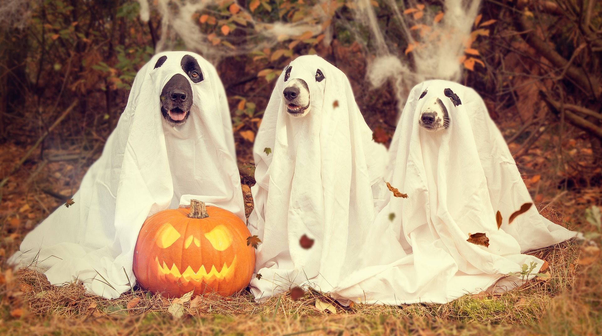 Mobile wallpaper Jacks Lantern Halloween Dog Bringing Holiday  Reduction Web Holidays 105032 download the picture for free
