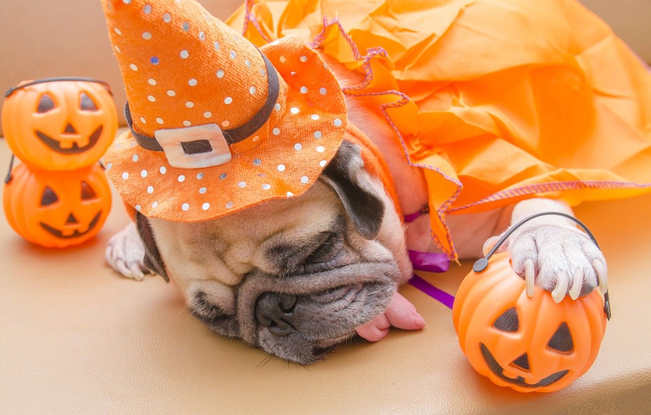 Wallpaper toys, hat, costume, pug, Halloween, pumpkin, Halloween, Pumpkin, Dogs image for desktop, section собаки