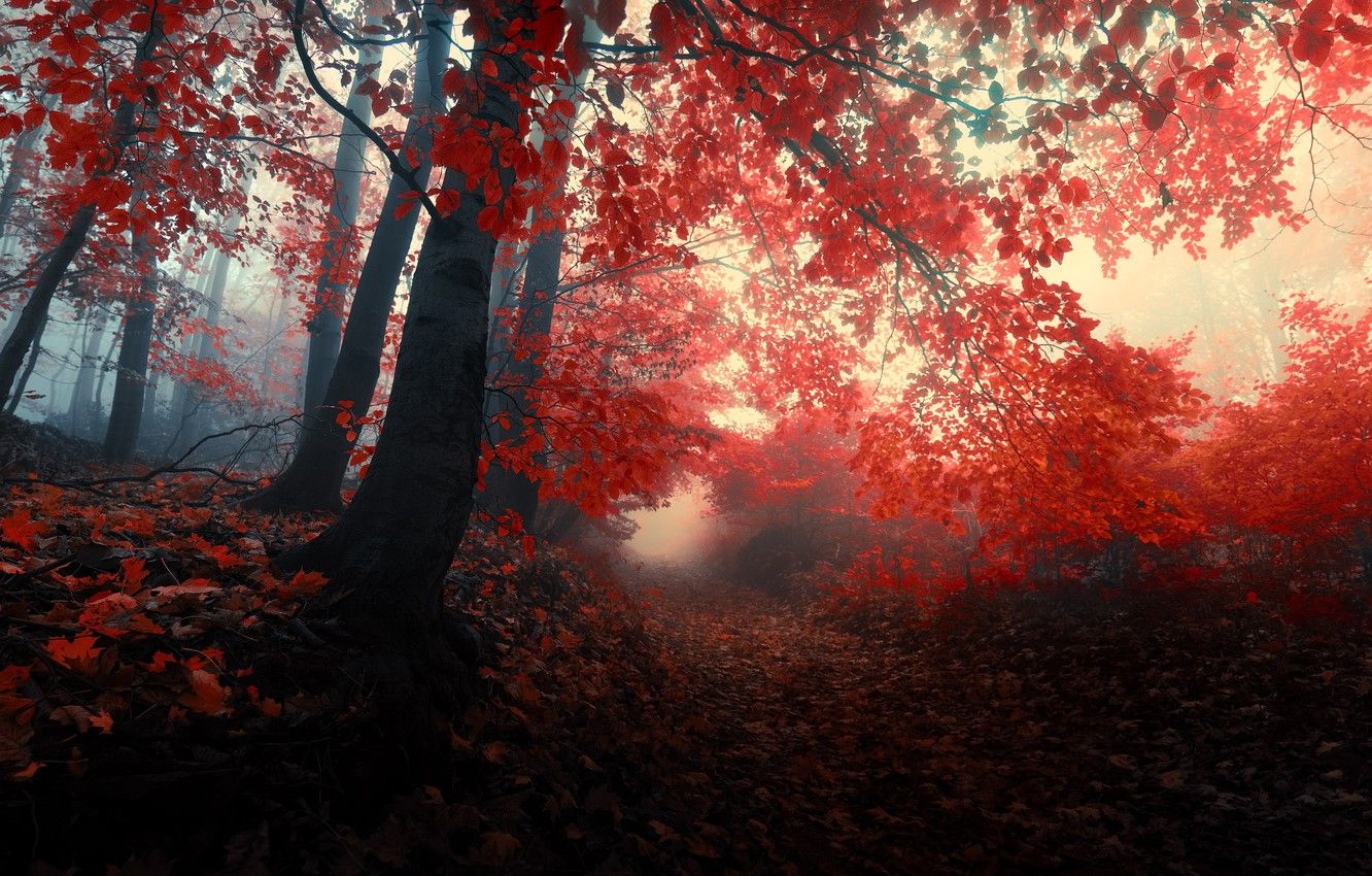 Wallpaper autumn, forest, leaves, trees, nature, fog, red, red, forest, Nature, falling leaves, grove, path, trees, autumn, leaves image for desktop, section природа