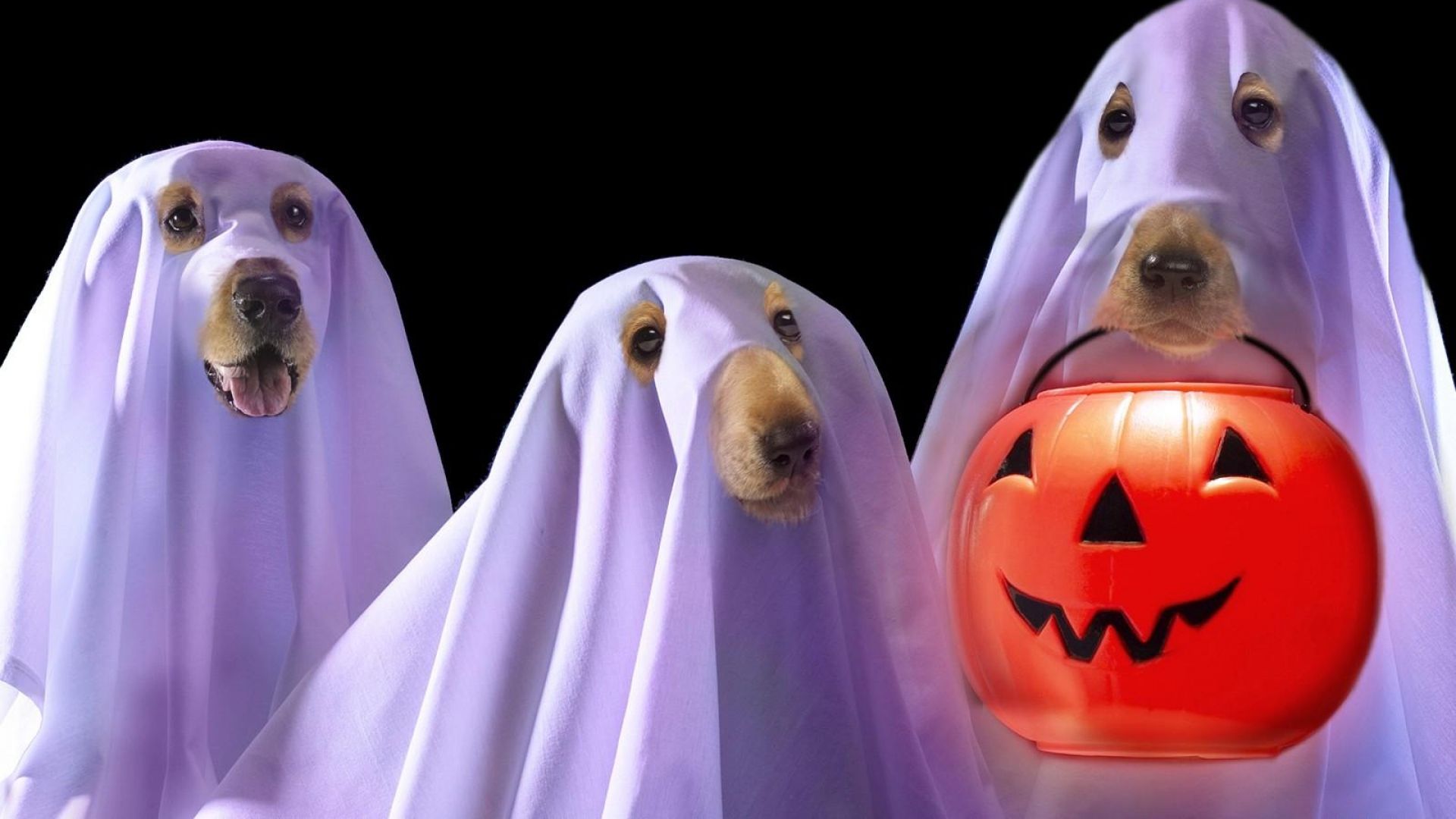 Download 1920x1080 HD Wallpaper Halloween Dog Ghost Jack O' Lantern Comic, Desktop Background HD