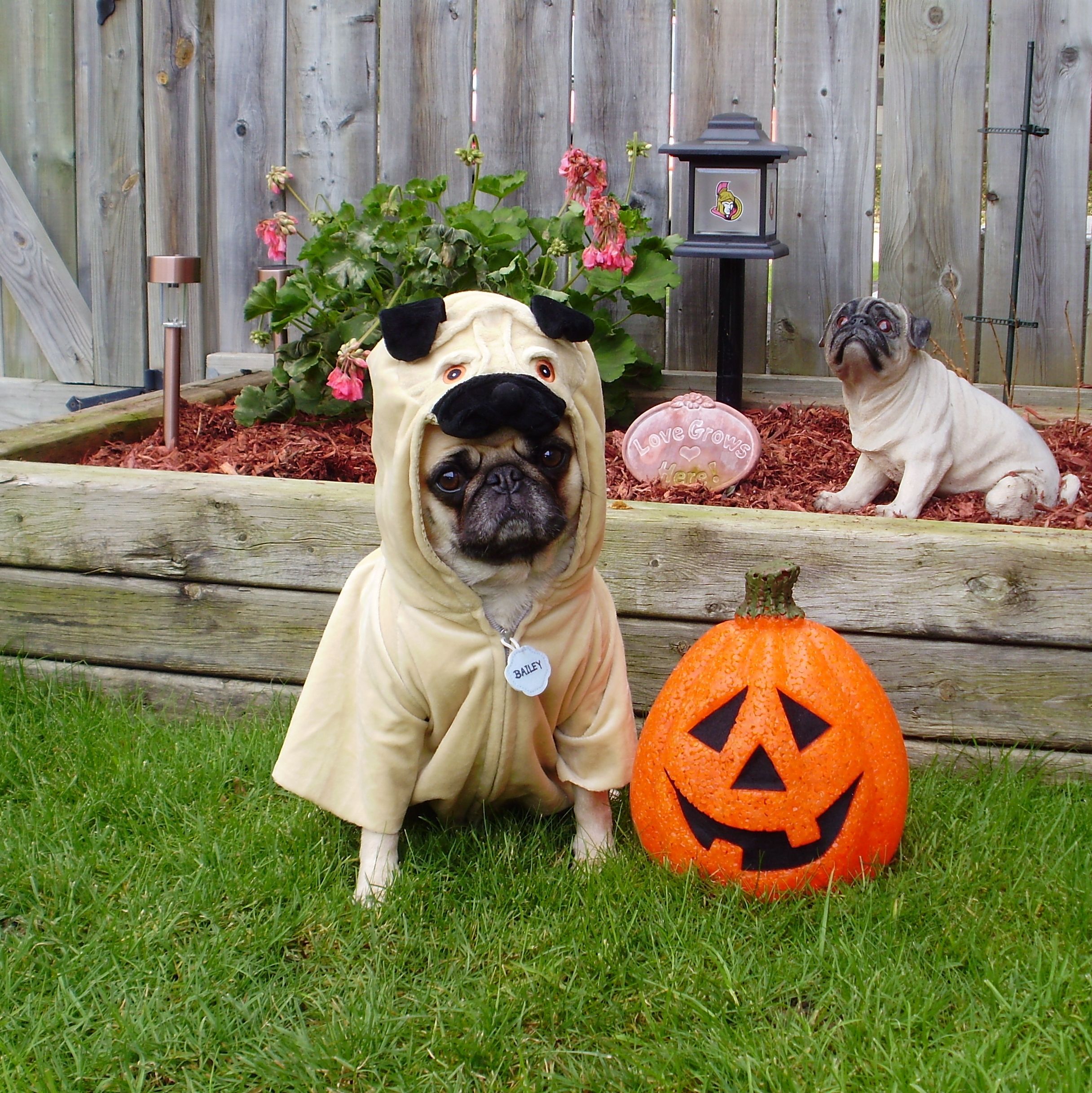 Pug Wallpaper, Screensaver, Background. Our Pug Bailey Puggins Happy Halloween!