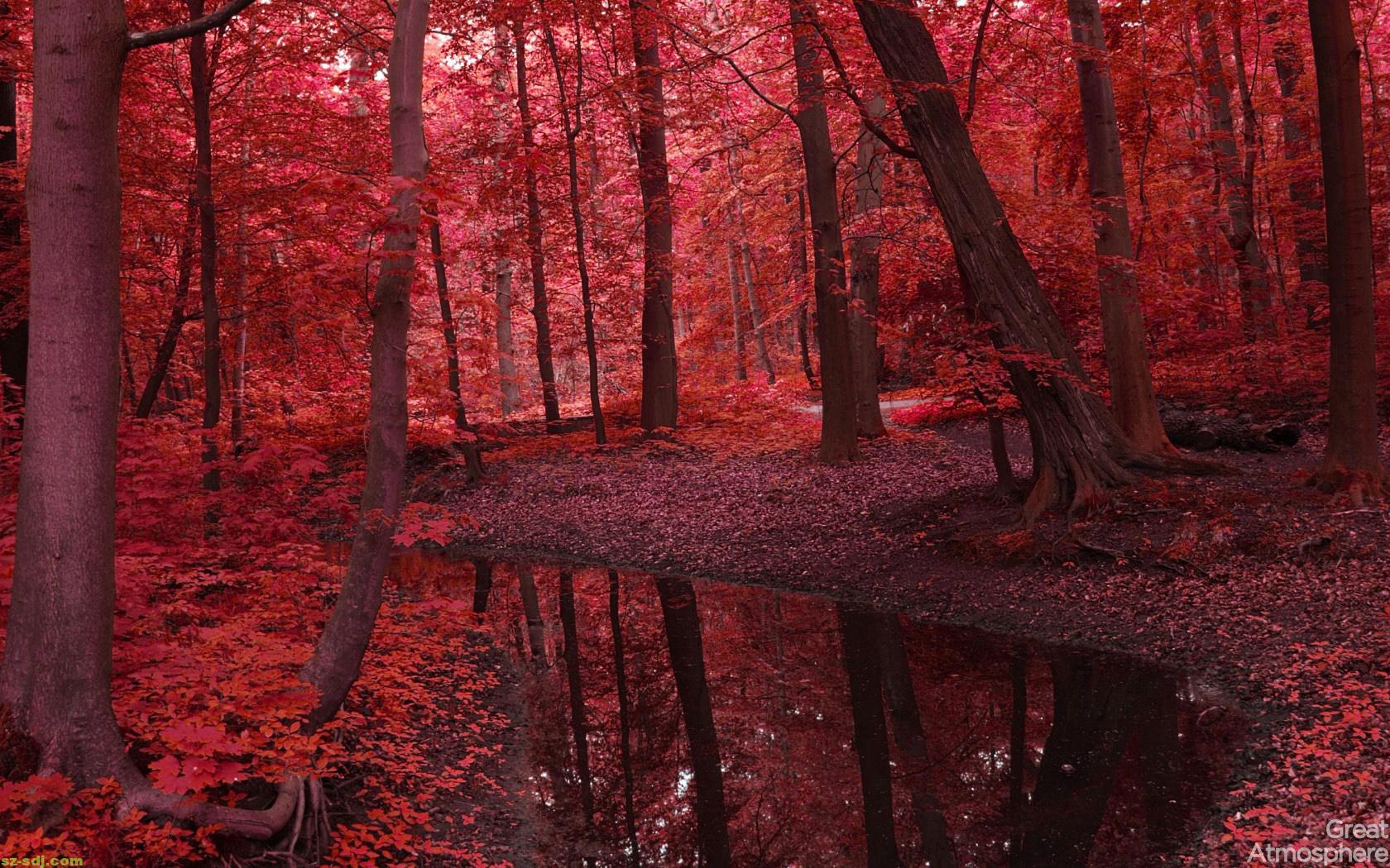 Autumn red forest