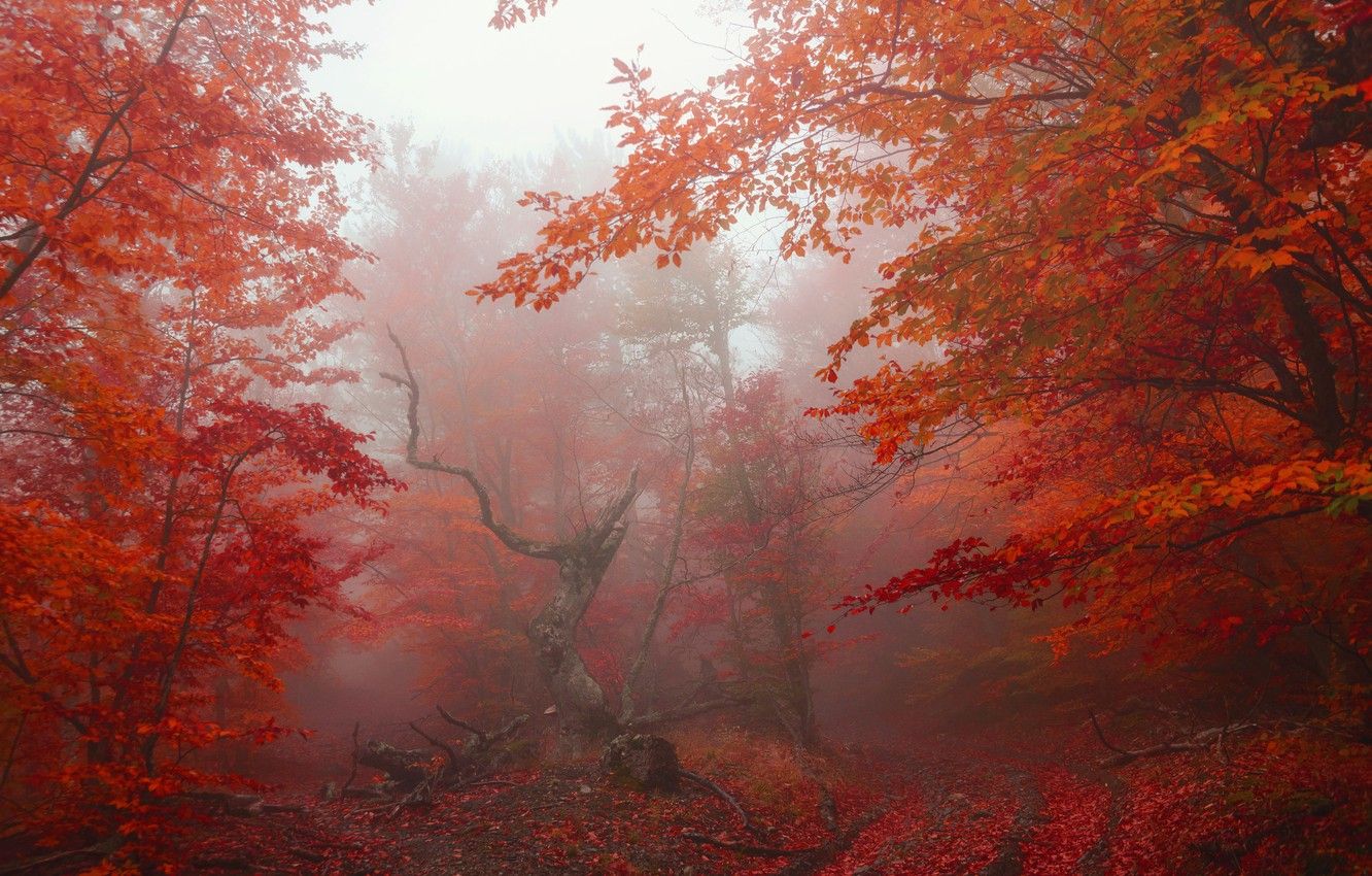 Wallpaper autumn, forest, leaves, trees, fog, Park, red, forest, nature, park, autumn, leaves, tree, fog image for desktop, section пейзажи
