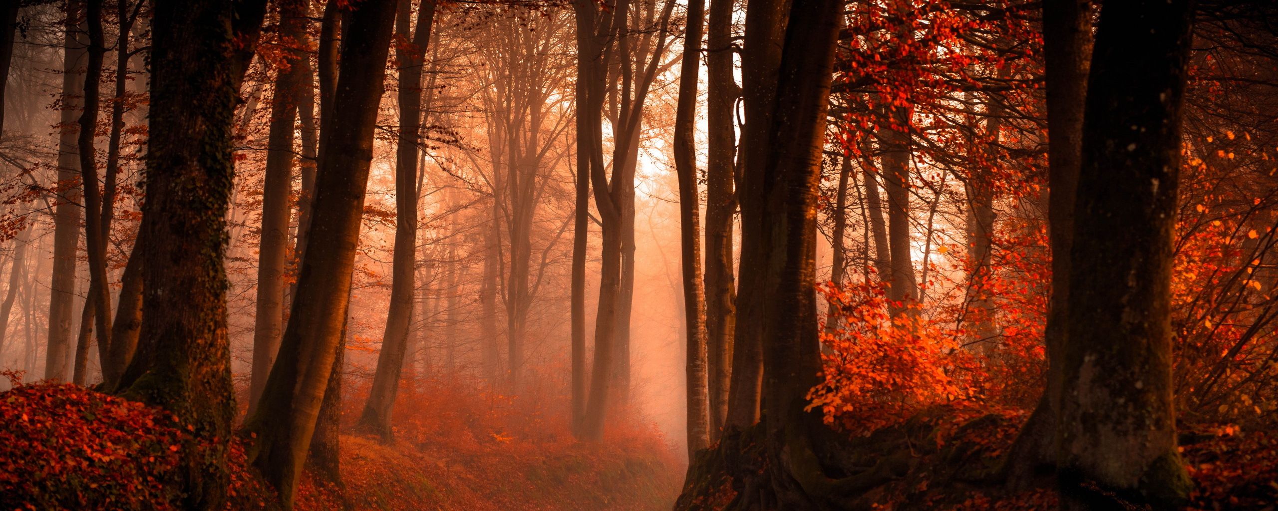 Desktop Wallpaper Red Forest In Autumn, HD Image, Picture, Background, Wm1koz