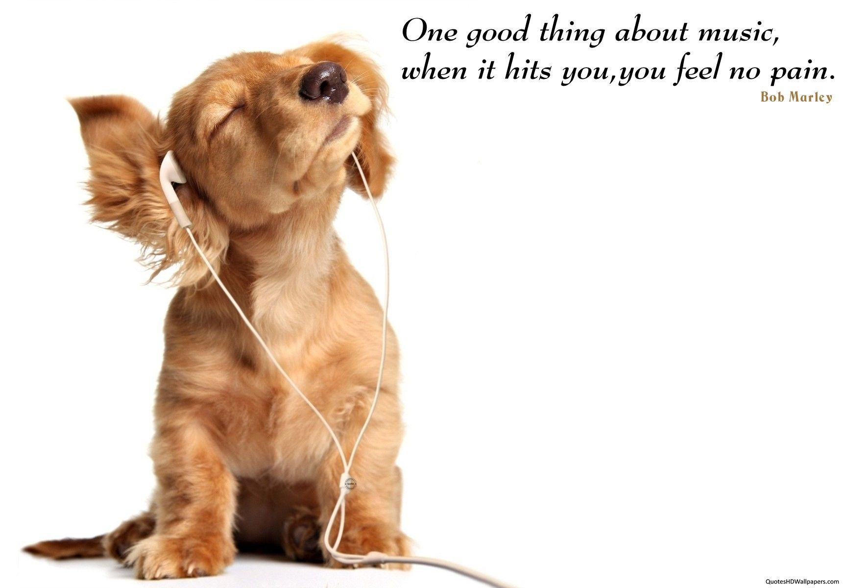 Dog Quotes Wallpaper