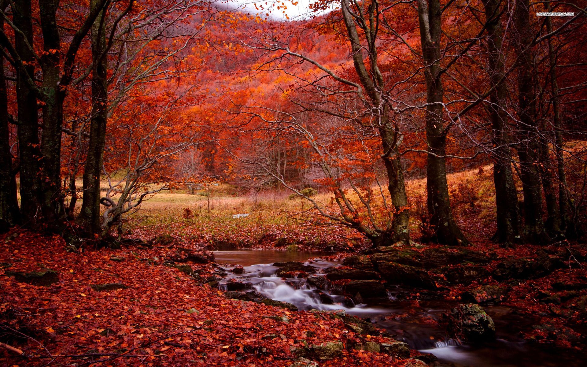 Red Forest Wallpaper