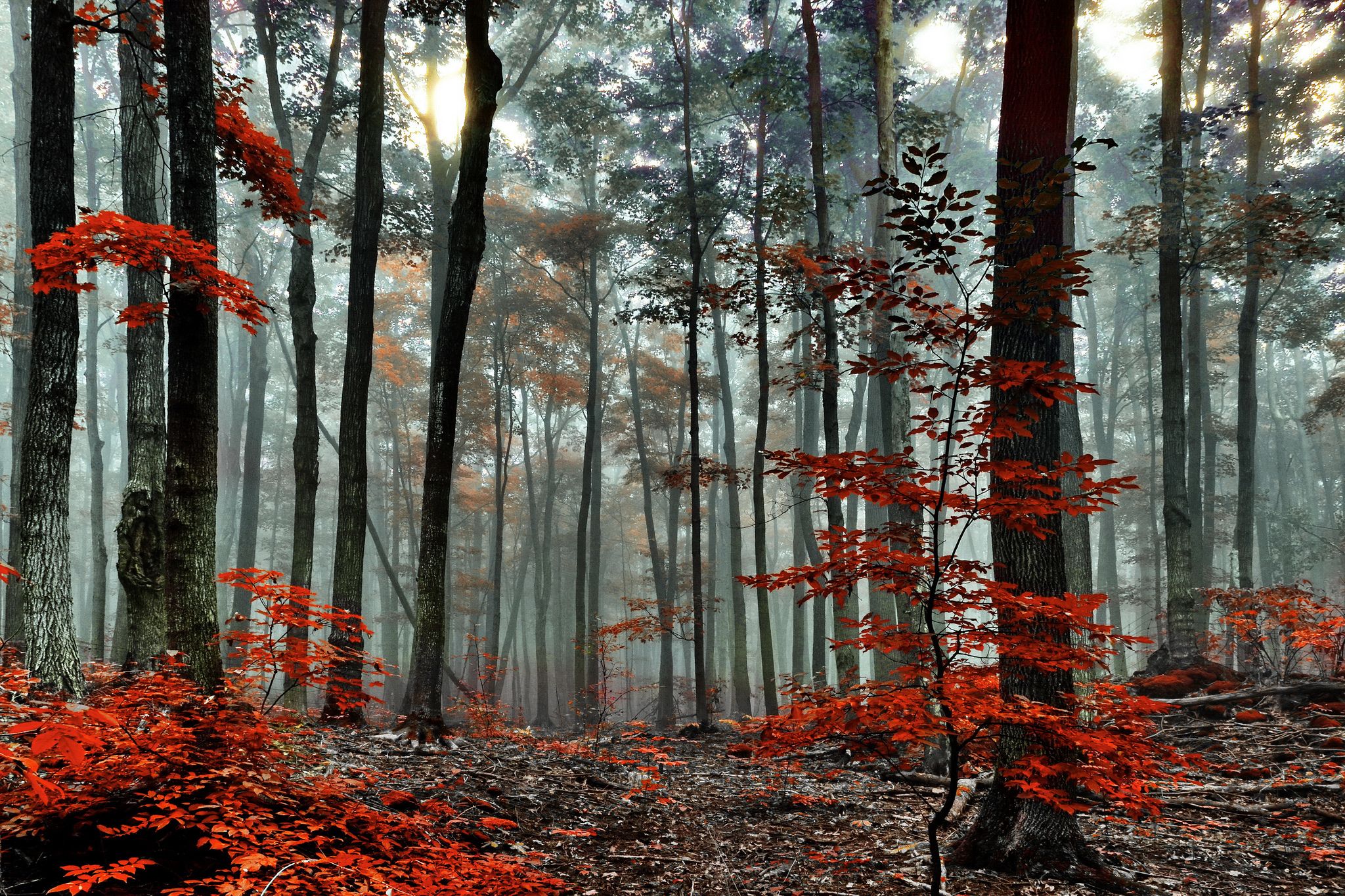 red, Forest, Trees, Autumn, Fog, Morning Wallpaper HD / Desktop and Mobile Background