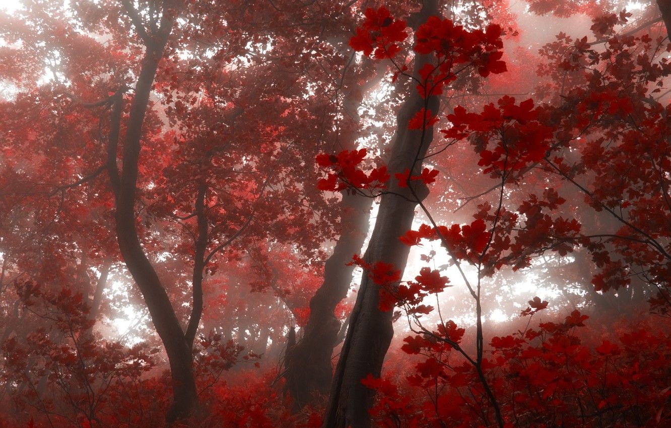 Wallpaper forest, leaves, trees, fog, morning, Autumn, red, red, forest, falling leaves, nature, autumn, leaves, morning, fog, fall image for desktop, section природа