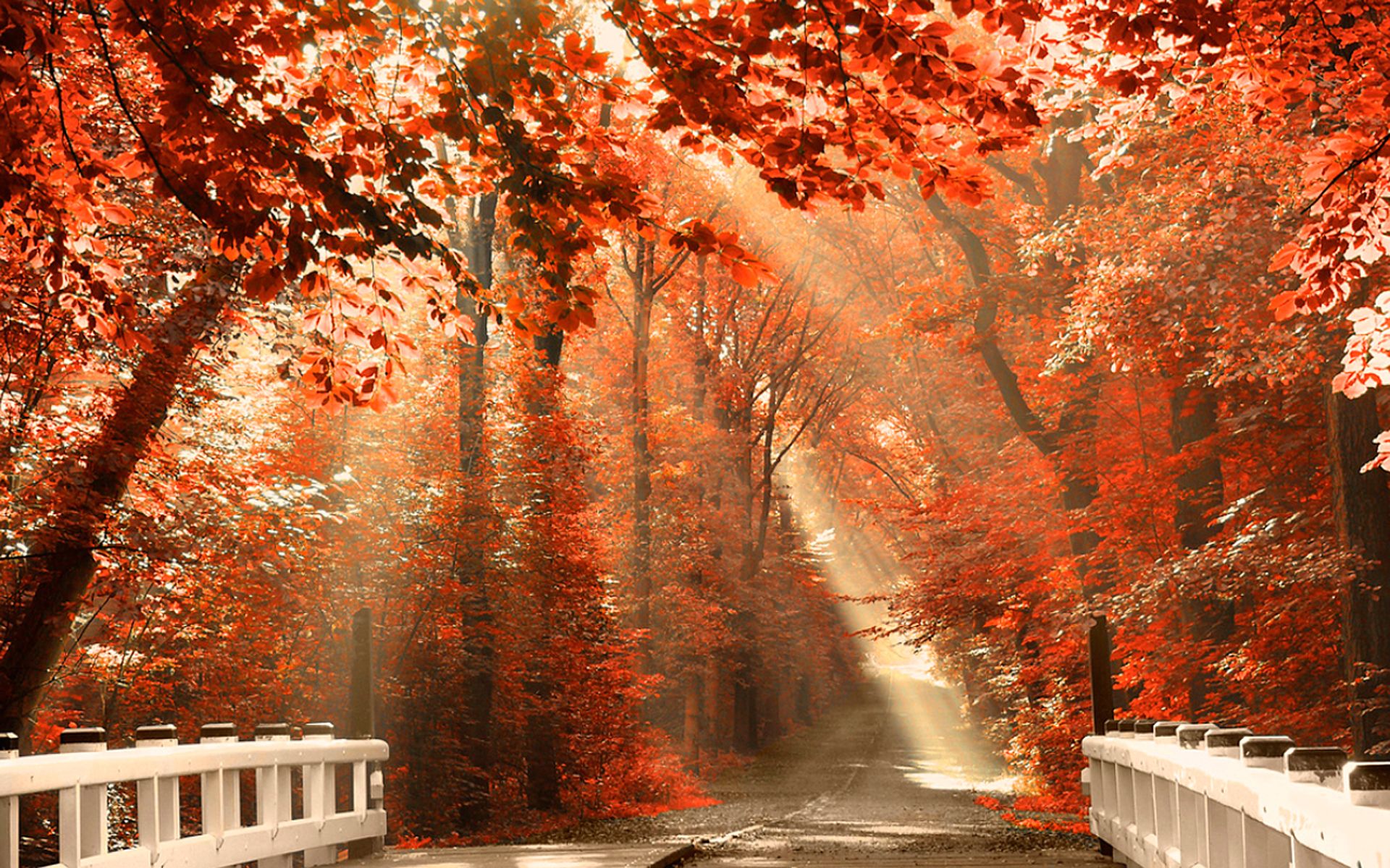 Wonderful road forest