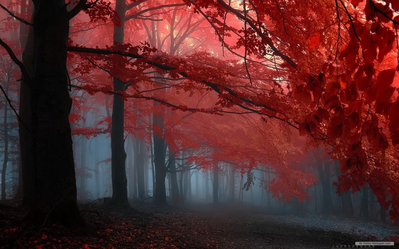 Free Wallpaper Nature wallpaper red leaves forest trees wallpaper