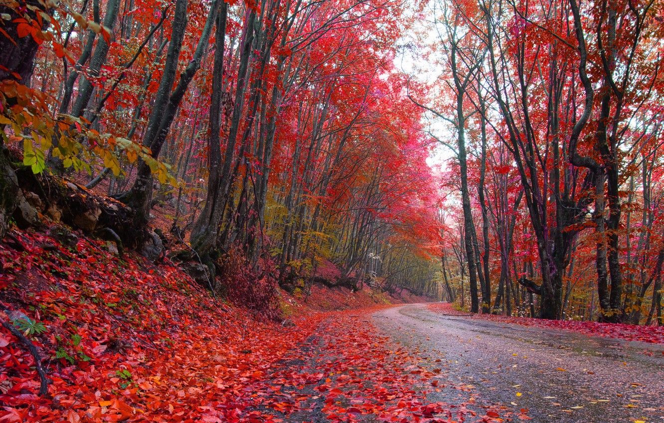 Wallpaper road, autumn, forest, leaves, trees, paint, red, forest, road, autumn image for desktop, section природа