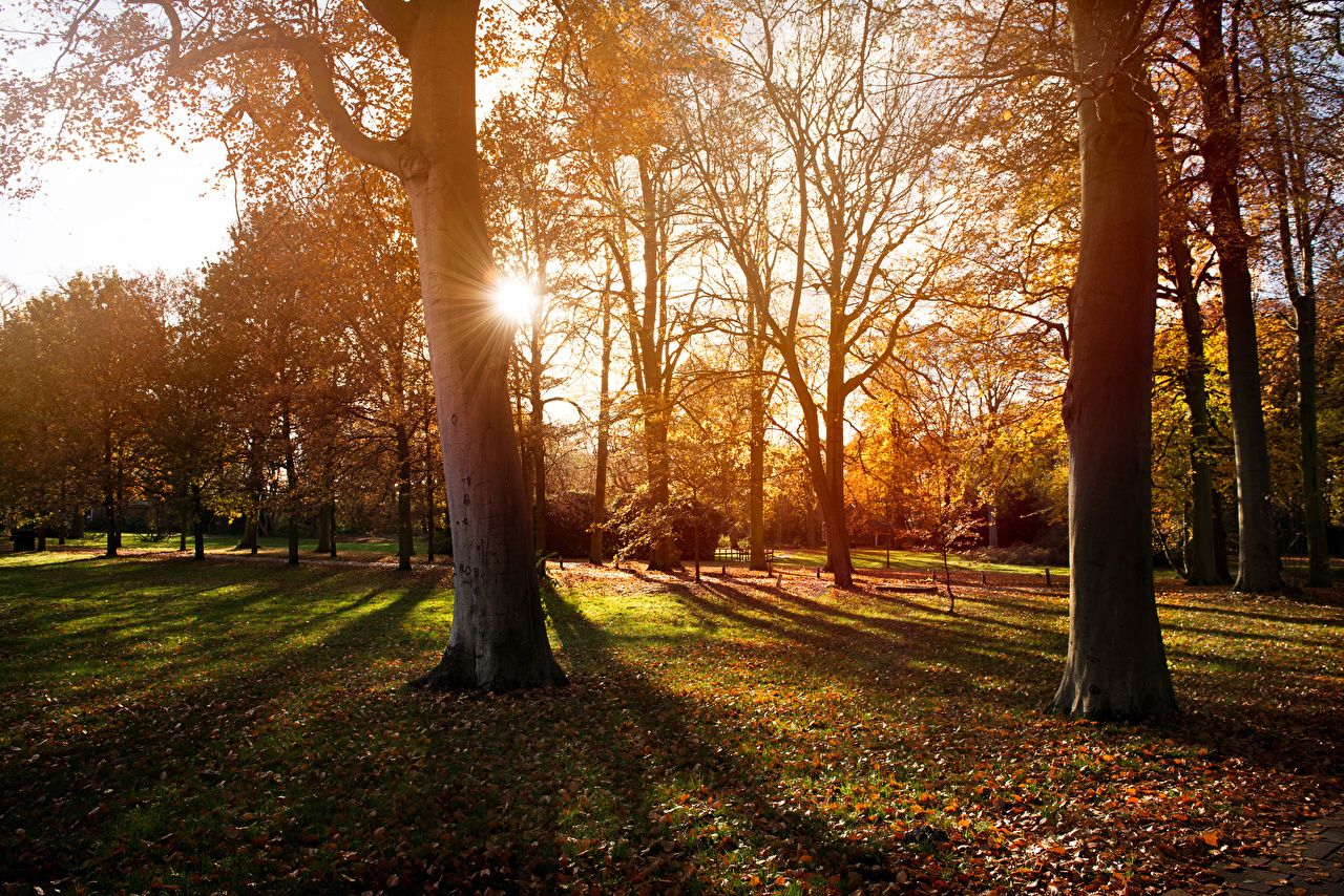 Autumnal Trees In Sun Rays Wallpapers - Wallpaper Cave