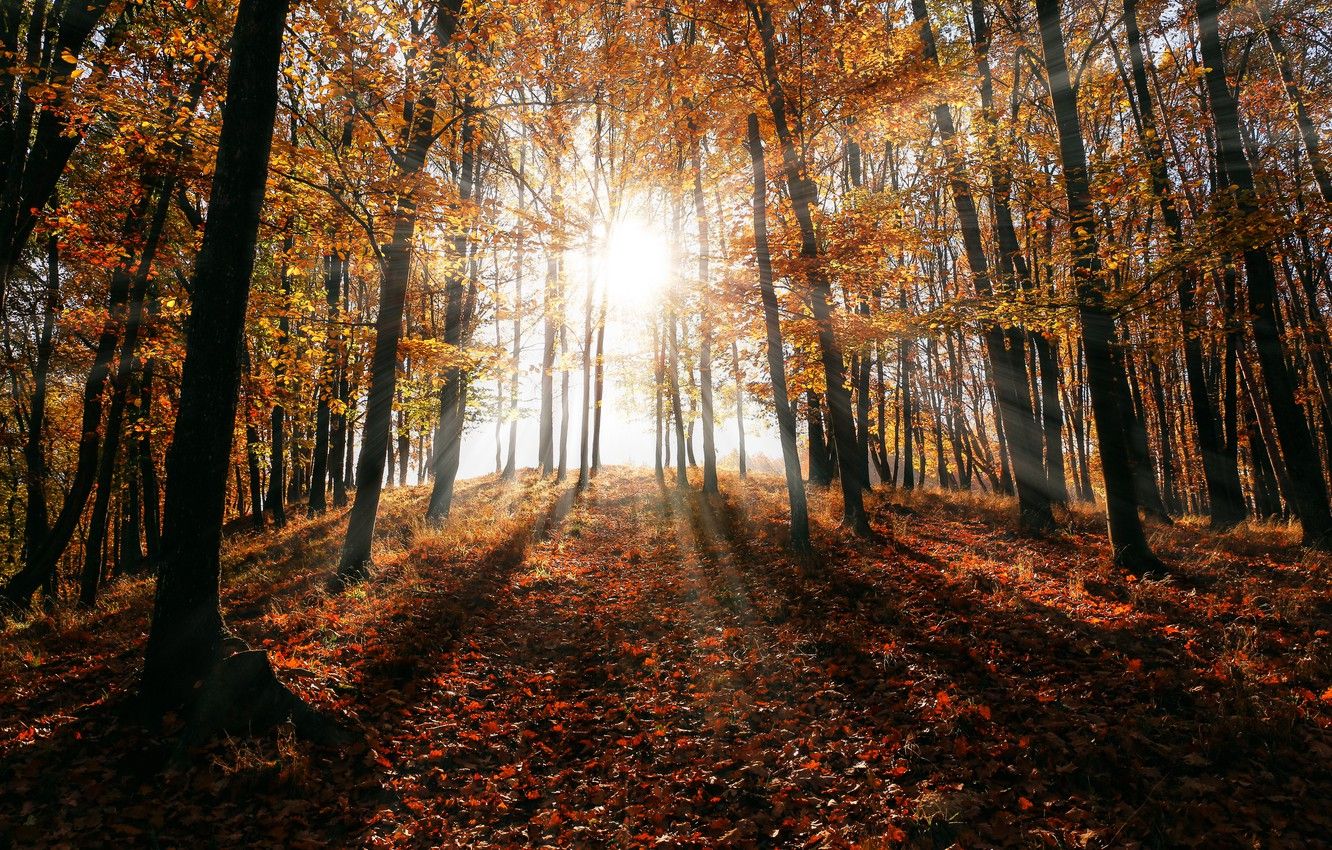Wallpaper The sun, Nature, Autumn, Trees, Forest, Rays, Nature, Blik, Landscape, Autumn, Forest, Trees, Woods, Environment, Trunks, Environment image for desktop, section природа