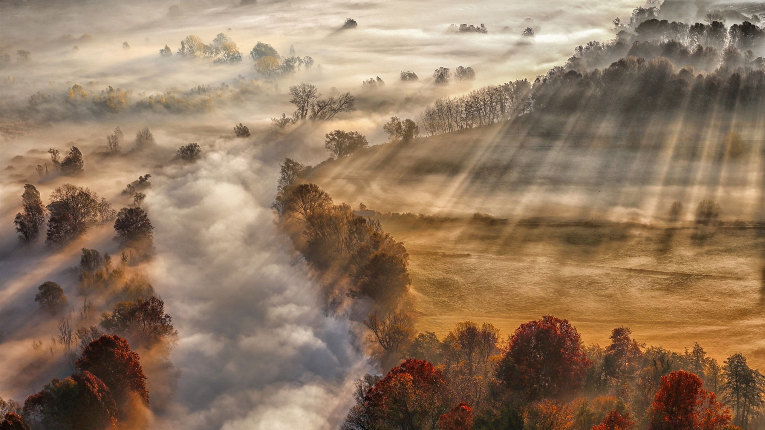 Wallpaper Autumn, fog, trees, morning, sun rays 2560x1600 HD Picture, Image