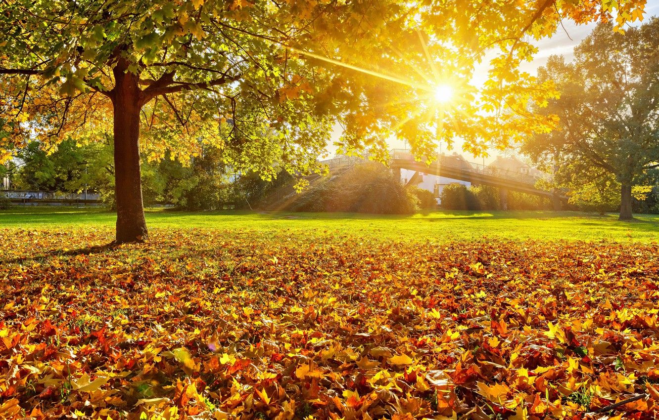 Wallpaper autumn, leaves, the sun, rays, trees, yellow, trees, bridge, Autumn, sun image for desktop, section природа