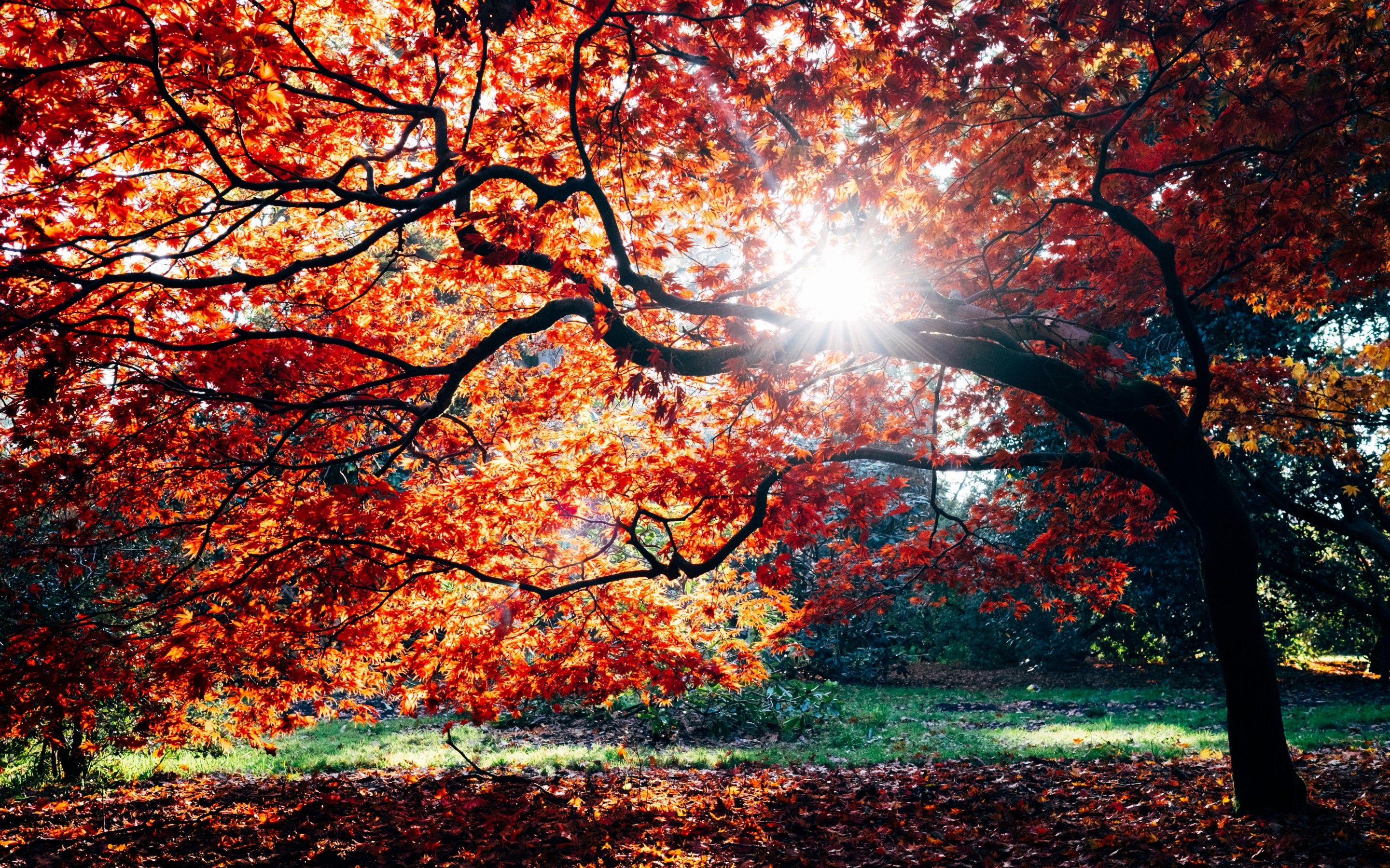 Autumn 4K Wallpaper, Fall, Maple tree, Fall foliage, Sunlight, Westonbirt, Nature