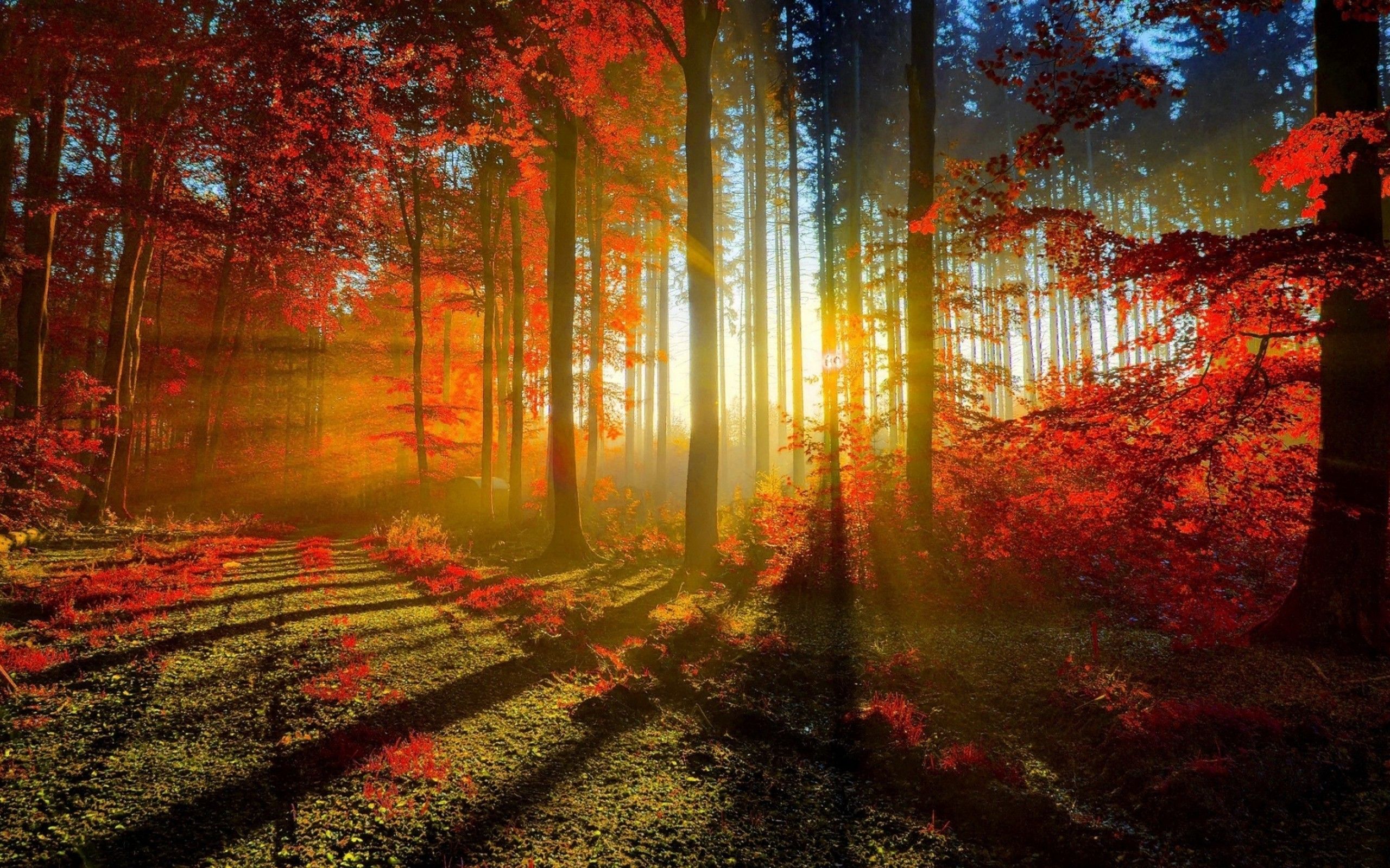 Download 2560x1600 Autumn, Sunrays, Trees, Forest, Fall Wallpaper for MacBook Pro 13 inch