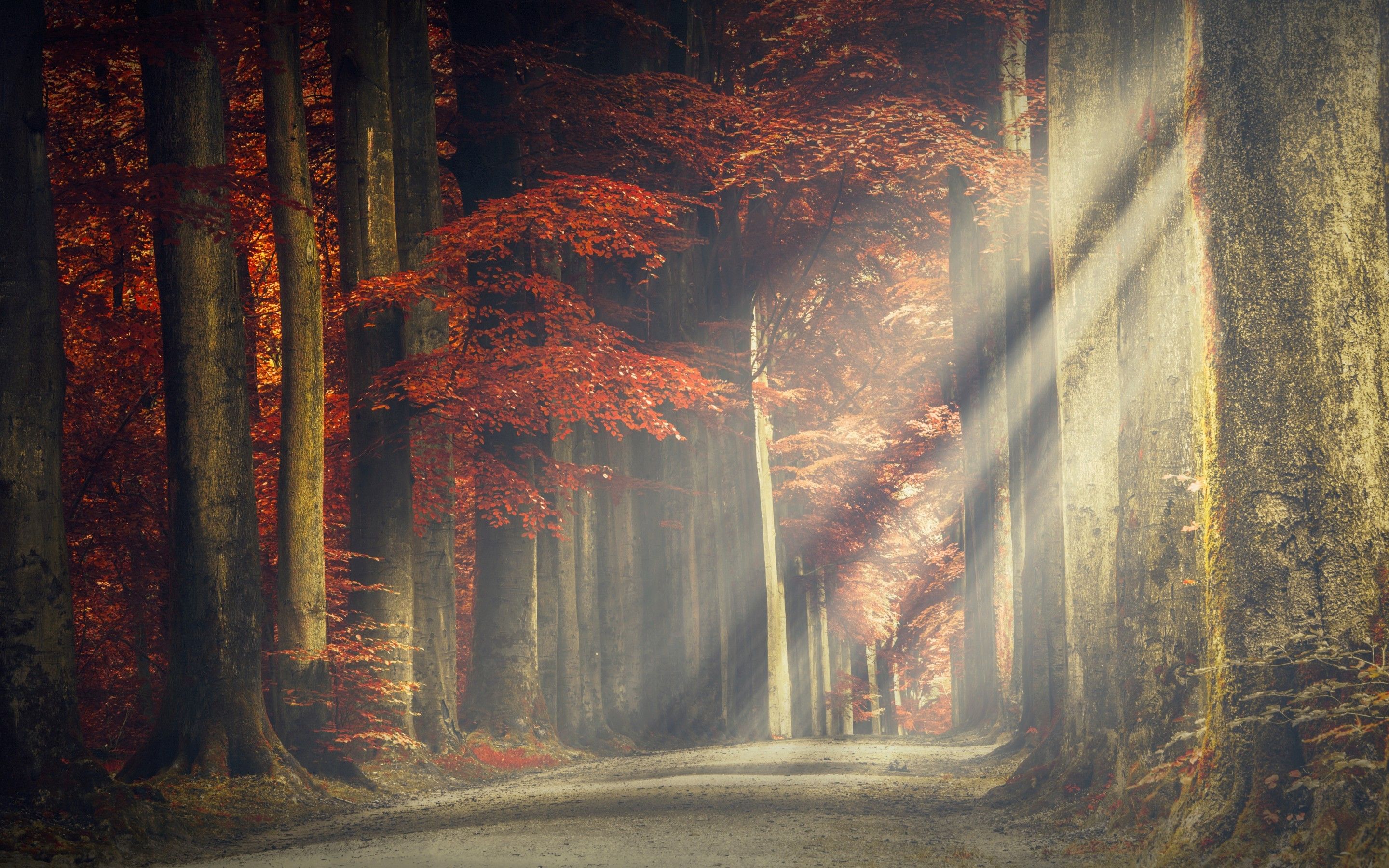 Autumnal Trees In Sun Rays Wallpapers - Wallpaper Cave