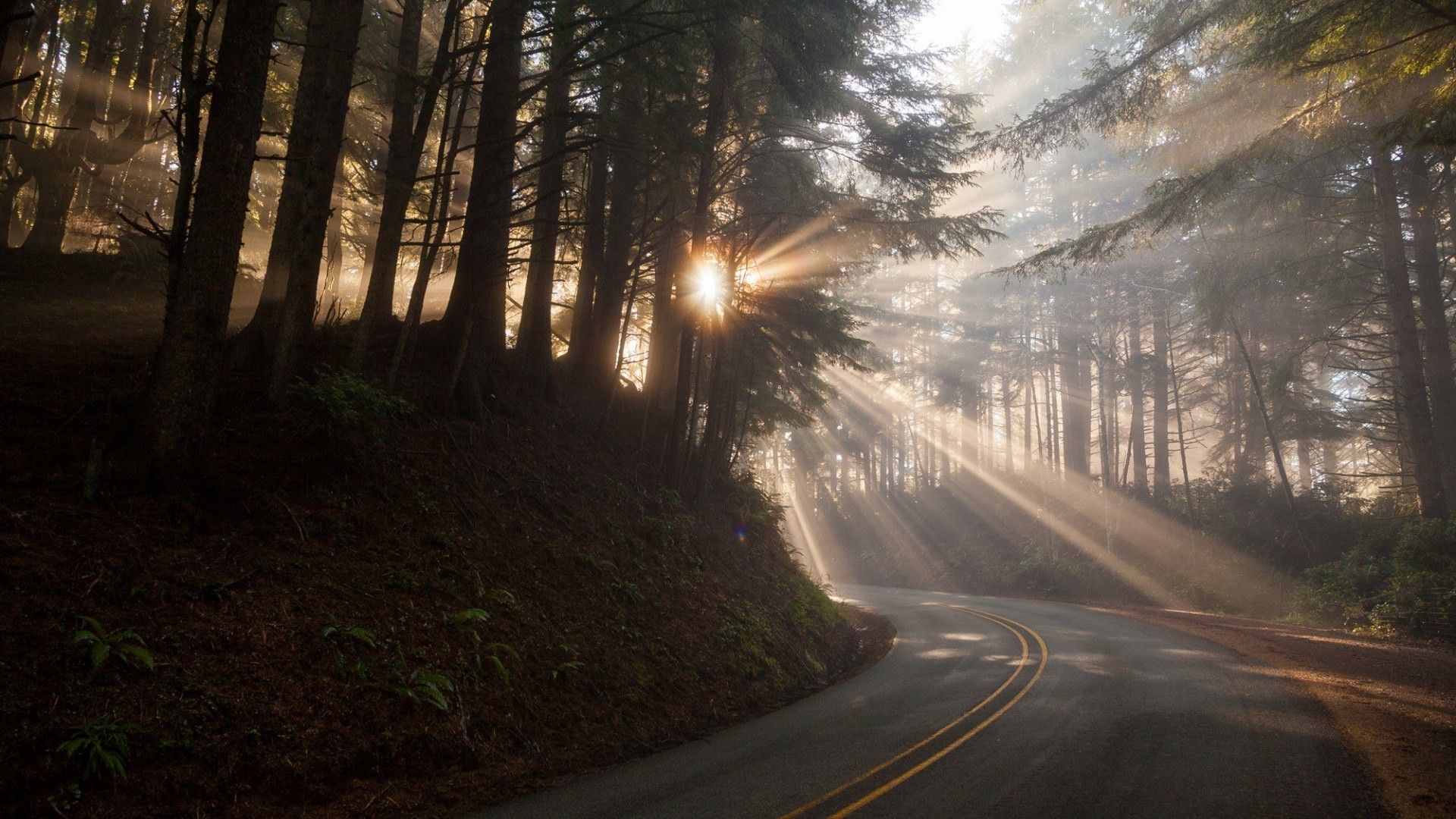 #trees, #plants, #branch, #nature, #mist, #forest, #road, #sun rays, wallpaper. Mocah.org HD Desktop Wallpaper