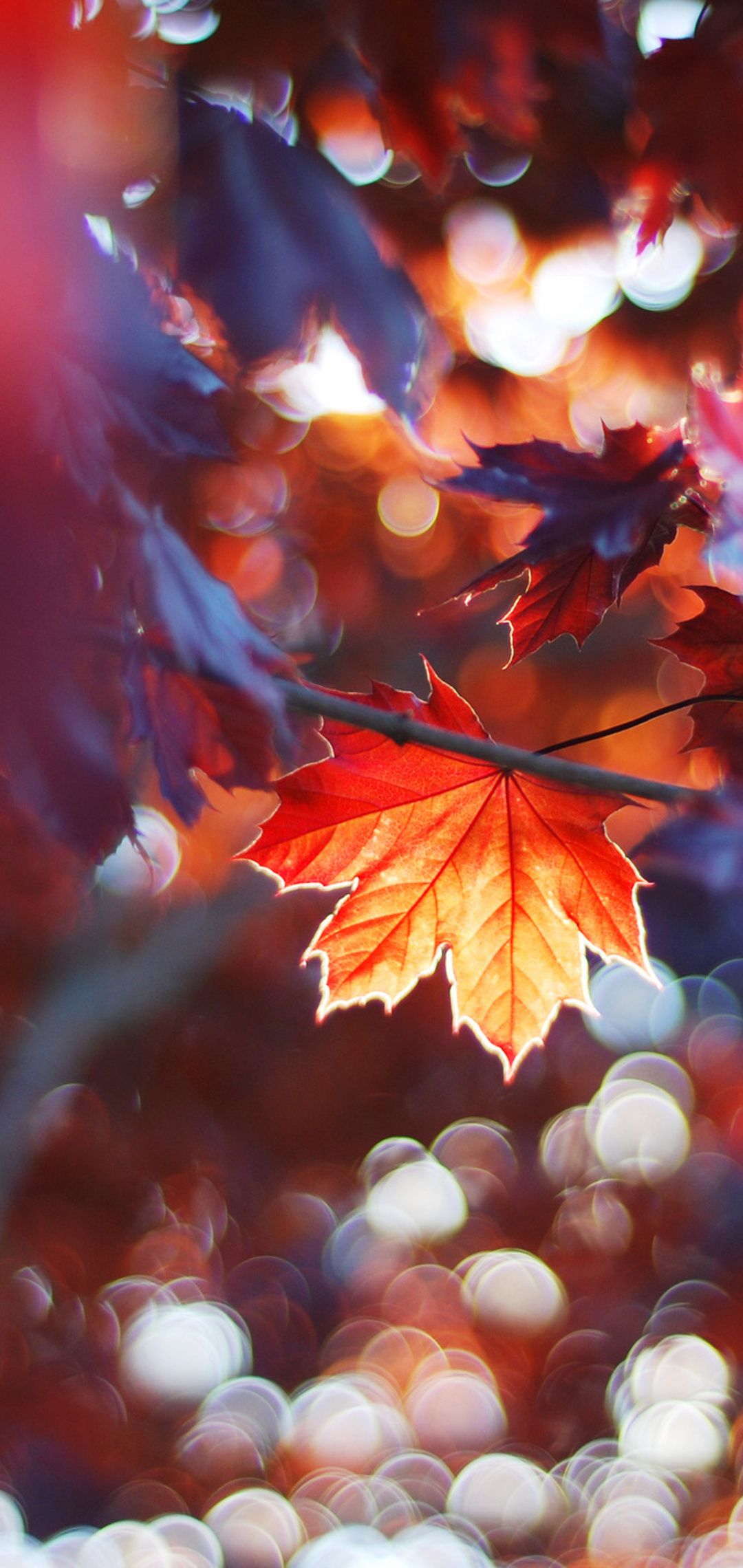 Autumnal Trees In Sun Rays Wallpapers - Wallpaper Cave