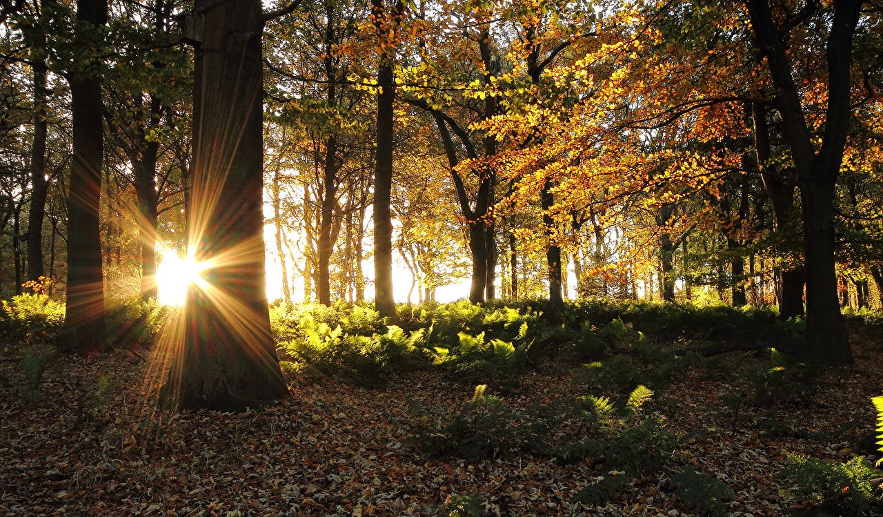 image Rays of light Sun Nature Autumn Forests Trees