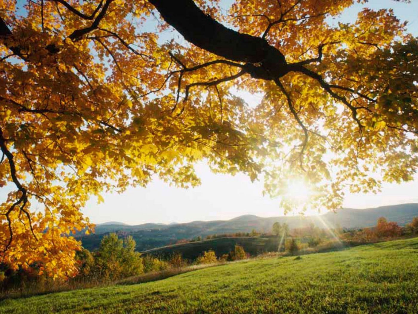 Download wallpaper 1400x1050 sun rays, branches, tree, leaves, yellow, autumn, light, meadow standard 4:3 HD background