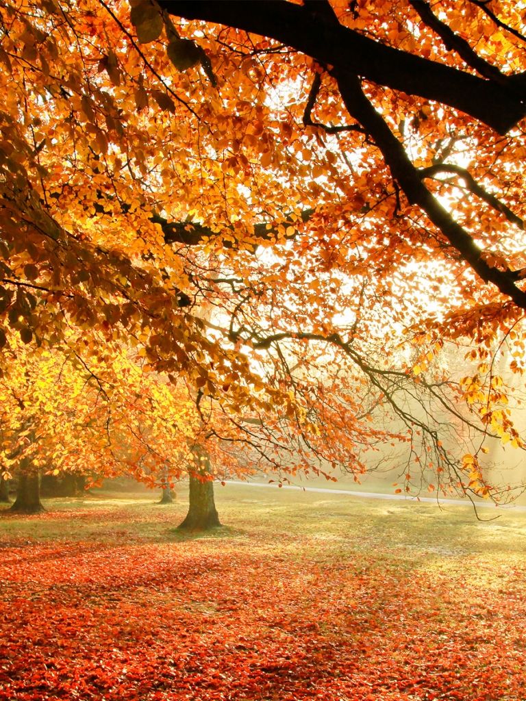 Autumnal Trees In Sun Rays Wallpapers - Wallpaper Cave