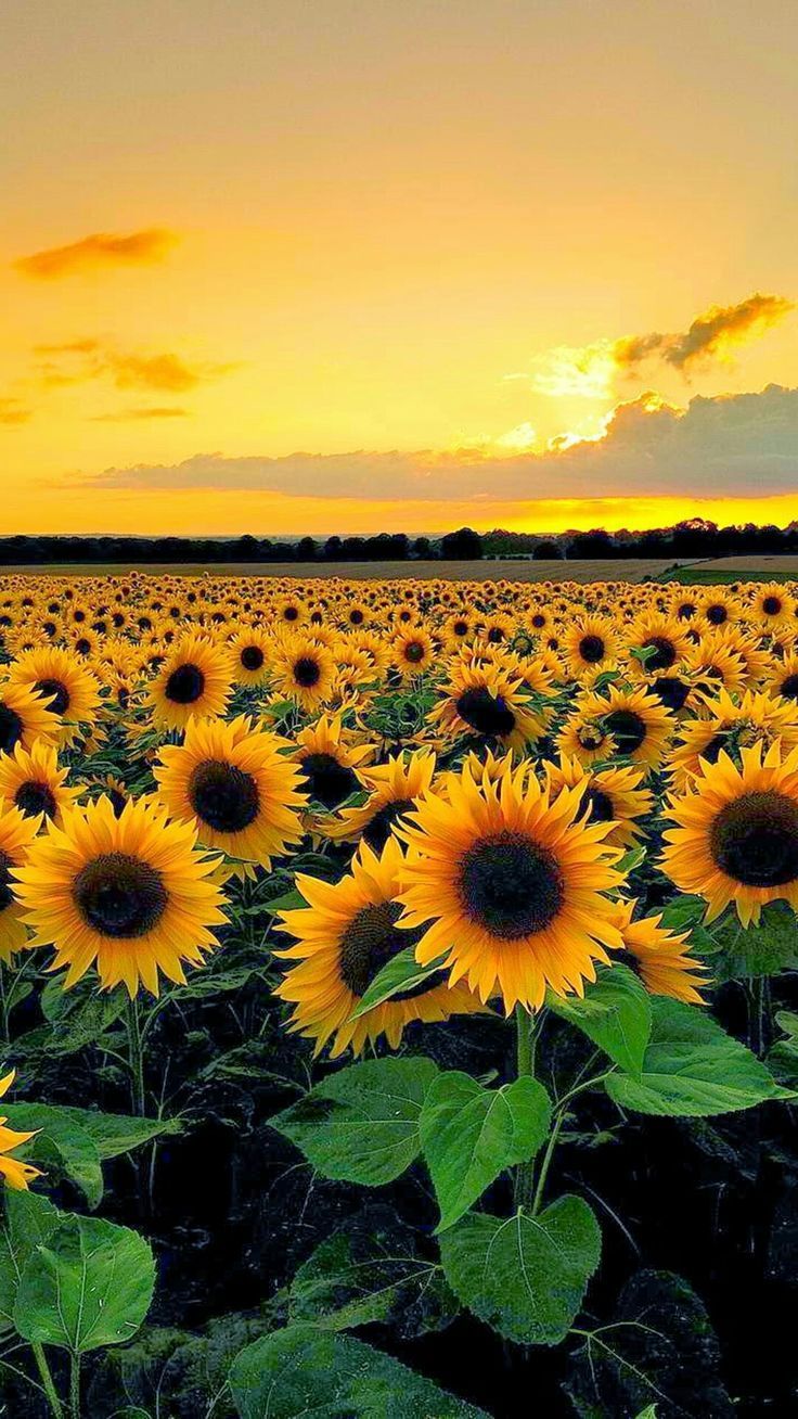 Sunflower, yellow skies and sunset. Field wallpaper, Sunflower wallpaper, Sunflower picture
