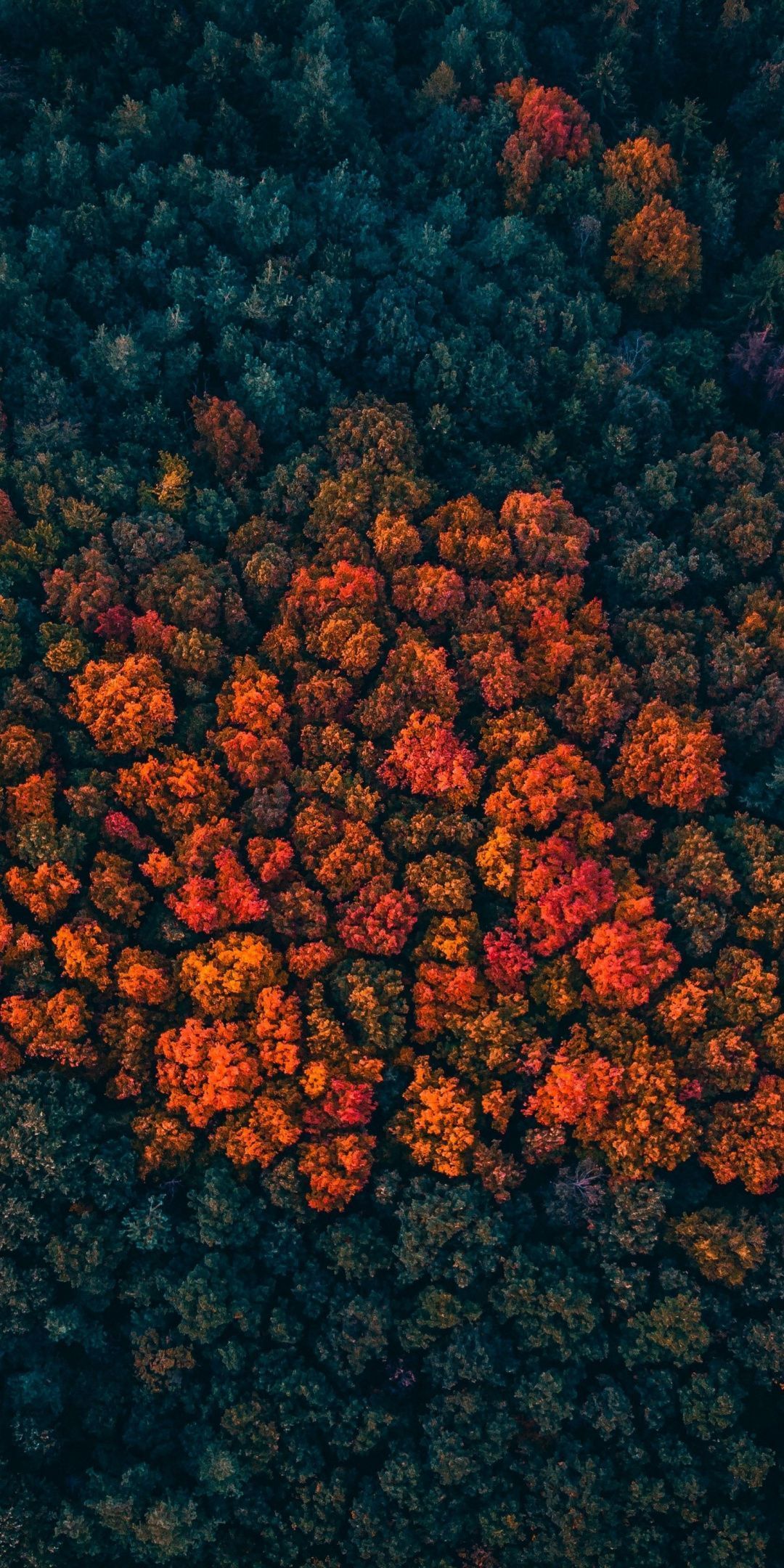 Trees peak, forest, trees, aerial view, 1080x2160 wallpaper #fallwallpaperiphone Trees peak, forest, trees, ae. Nature photography, View wallpaper, Fall wallpaper