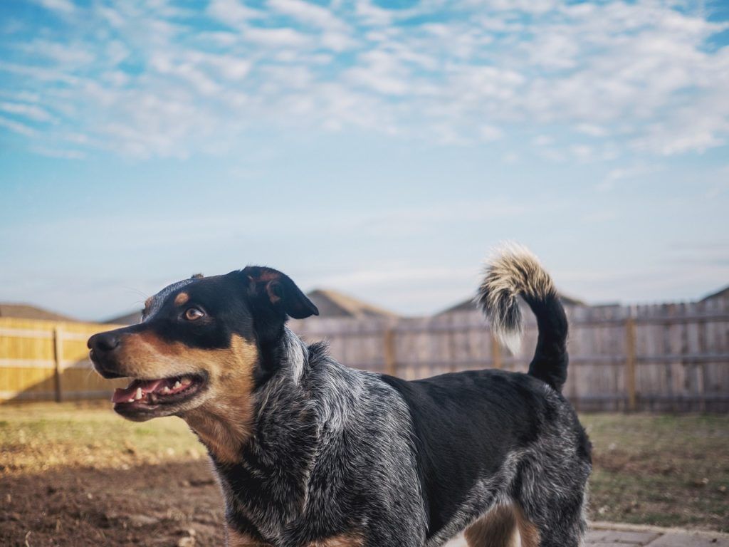 The Blue Heeler Cattle Dog Breed Guide