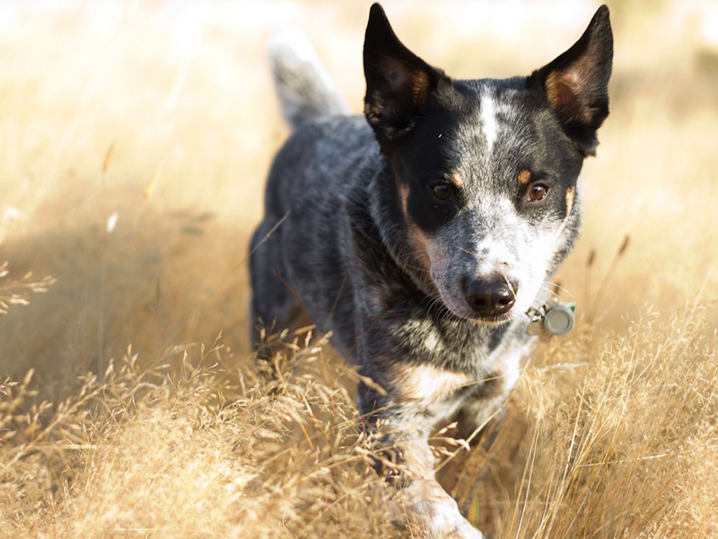 Australian cattle dog in grass wallpaper. Blue heeler dogs, Cattle dog, Aussie cattle dog