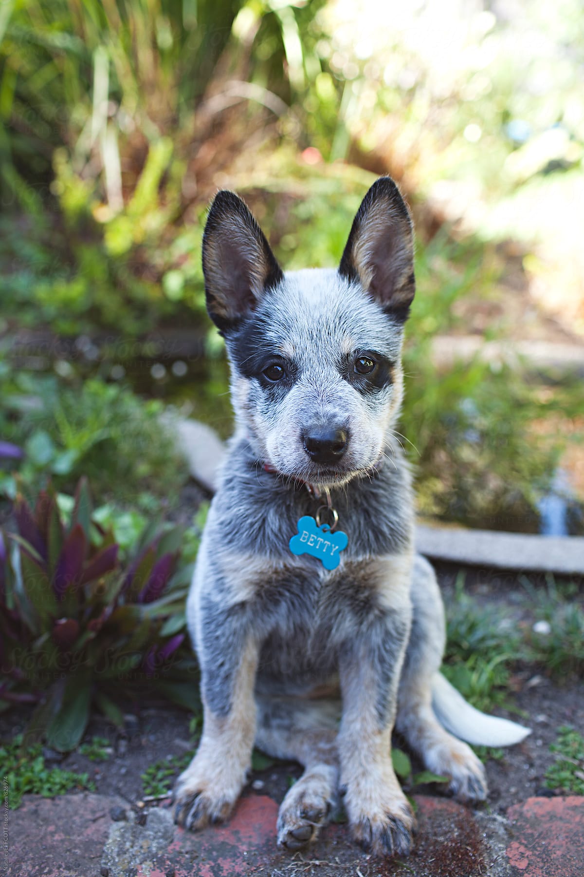A very cute and cheeky Blue heeler puppy in a backyard