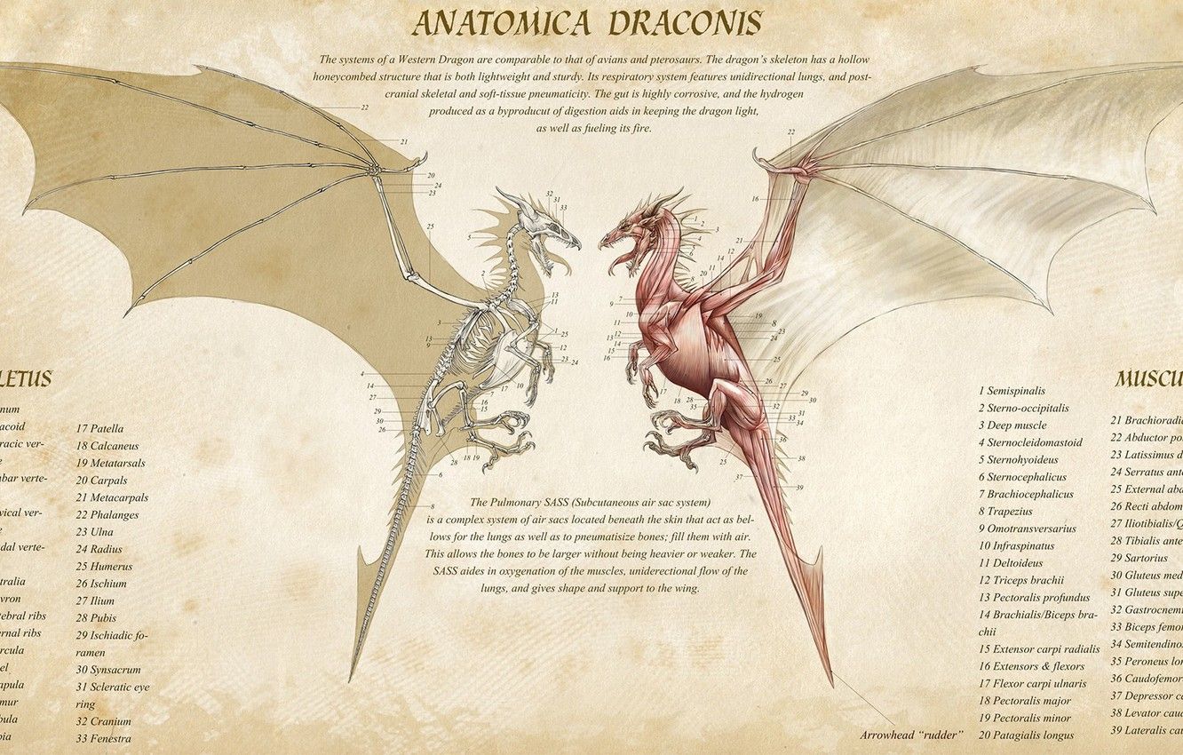 Wallpaper fantasy, Dragon, muscles, artwork, infographic, creature, skeleton, anatomy, info, anatomica draconis image for desktop, section фантастика