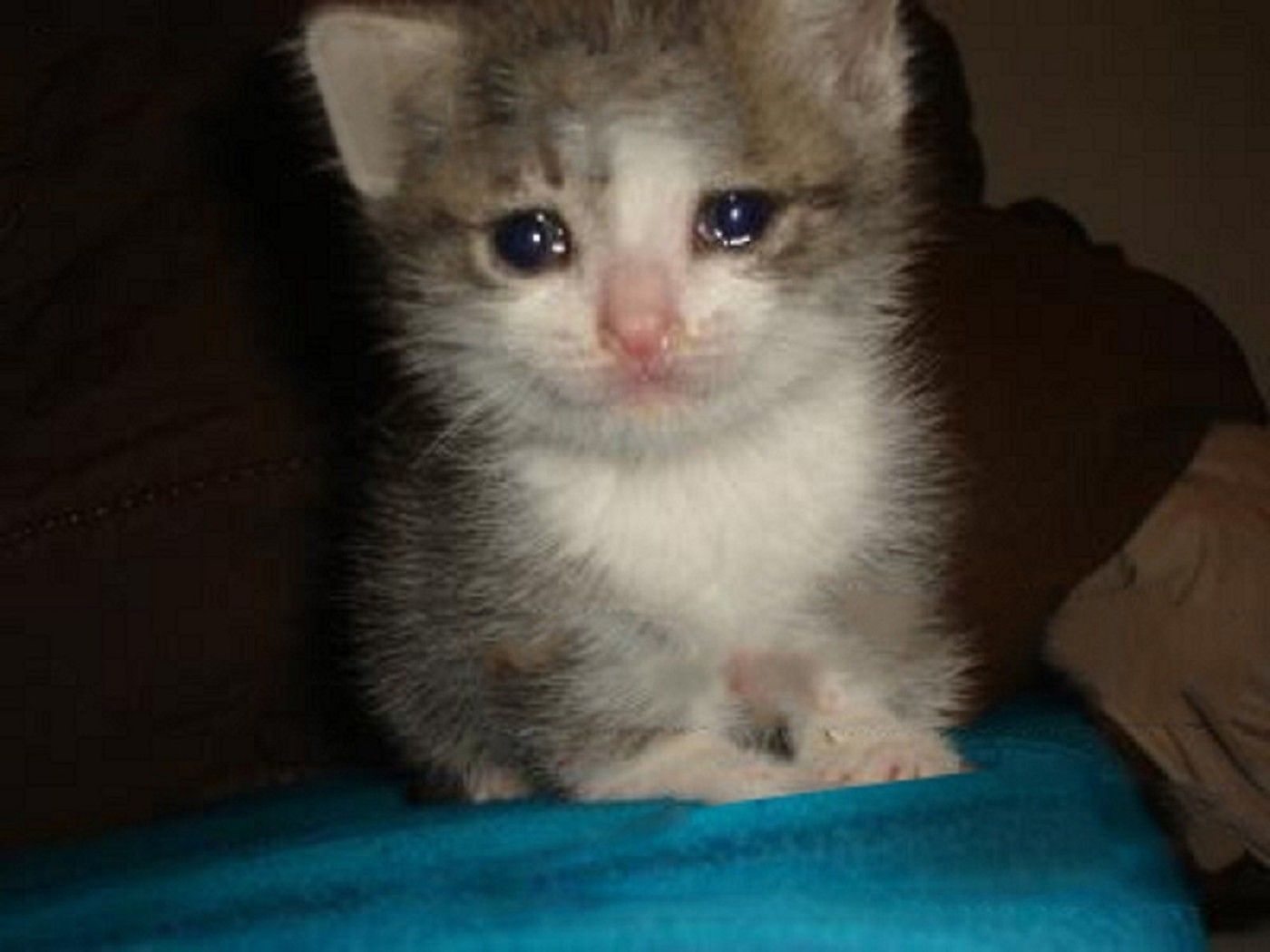Crying Cat Meme Wallpapers Wallpaper Cave Crying Cat Meme Wallpapers Wallpaper Cave