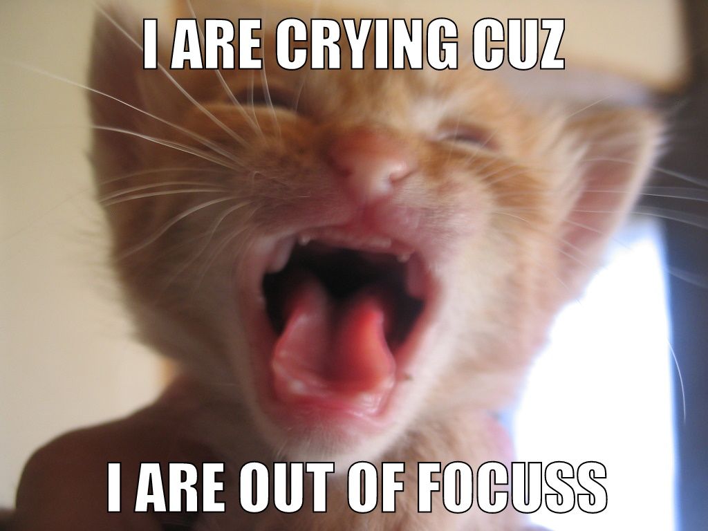 Cat crying (Lolcat)