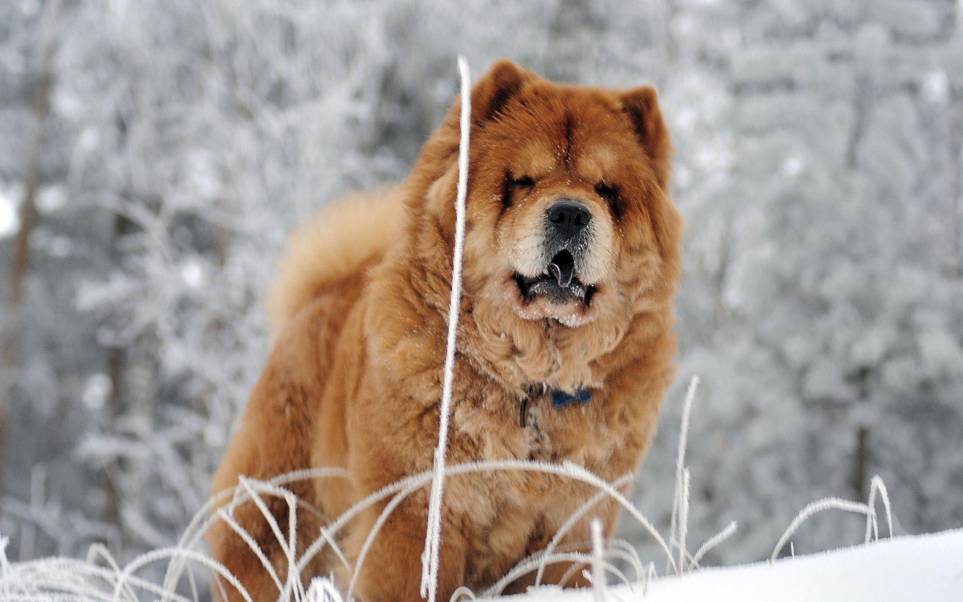Chow Dog Face Fat 1081 - Chow Chow Dogs HD Wallpaper