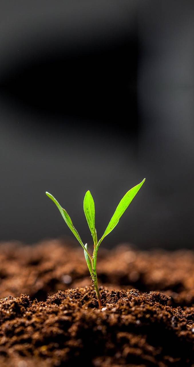 Seed Sprout Wallpaper