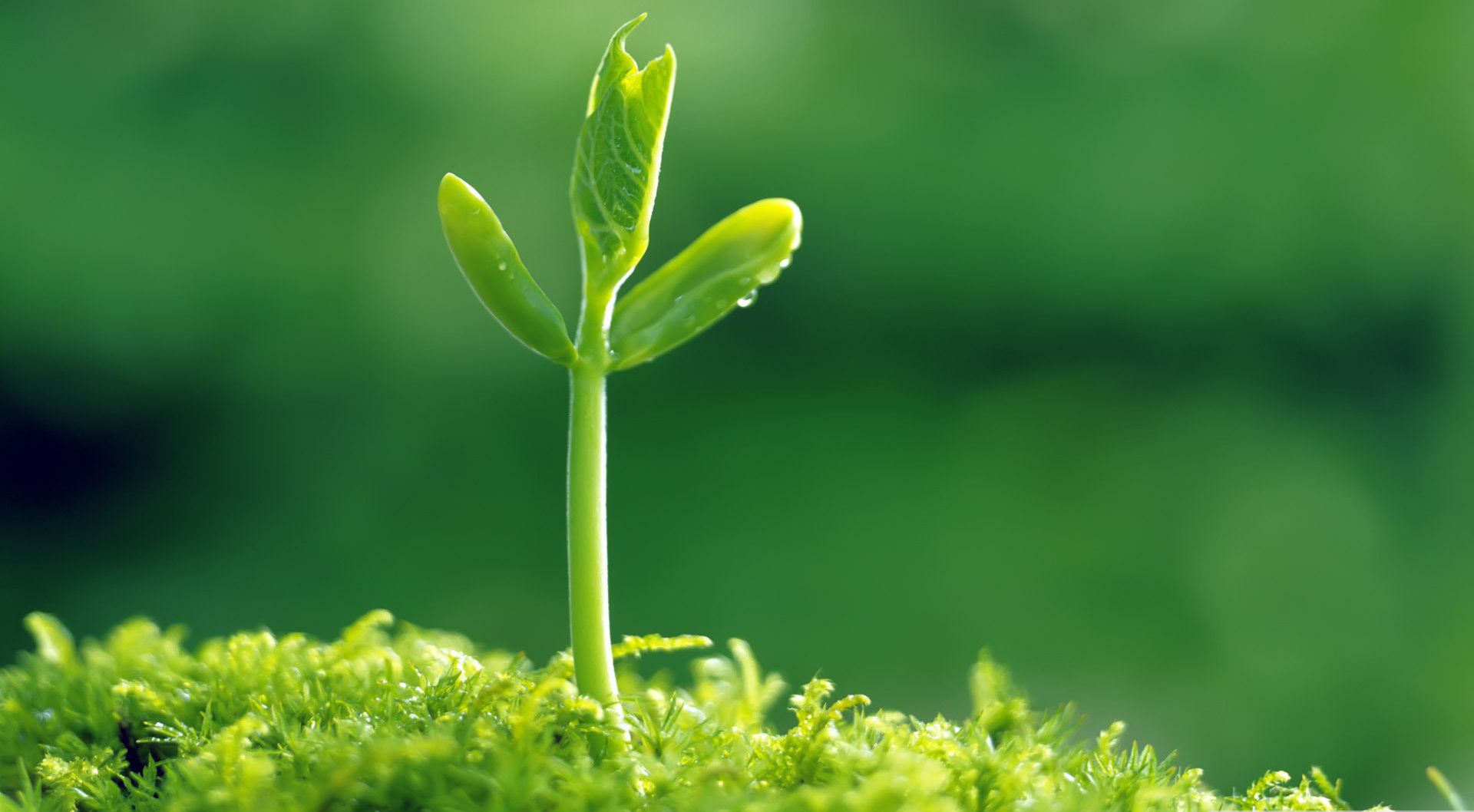 HD Sprout Wallpaper Download