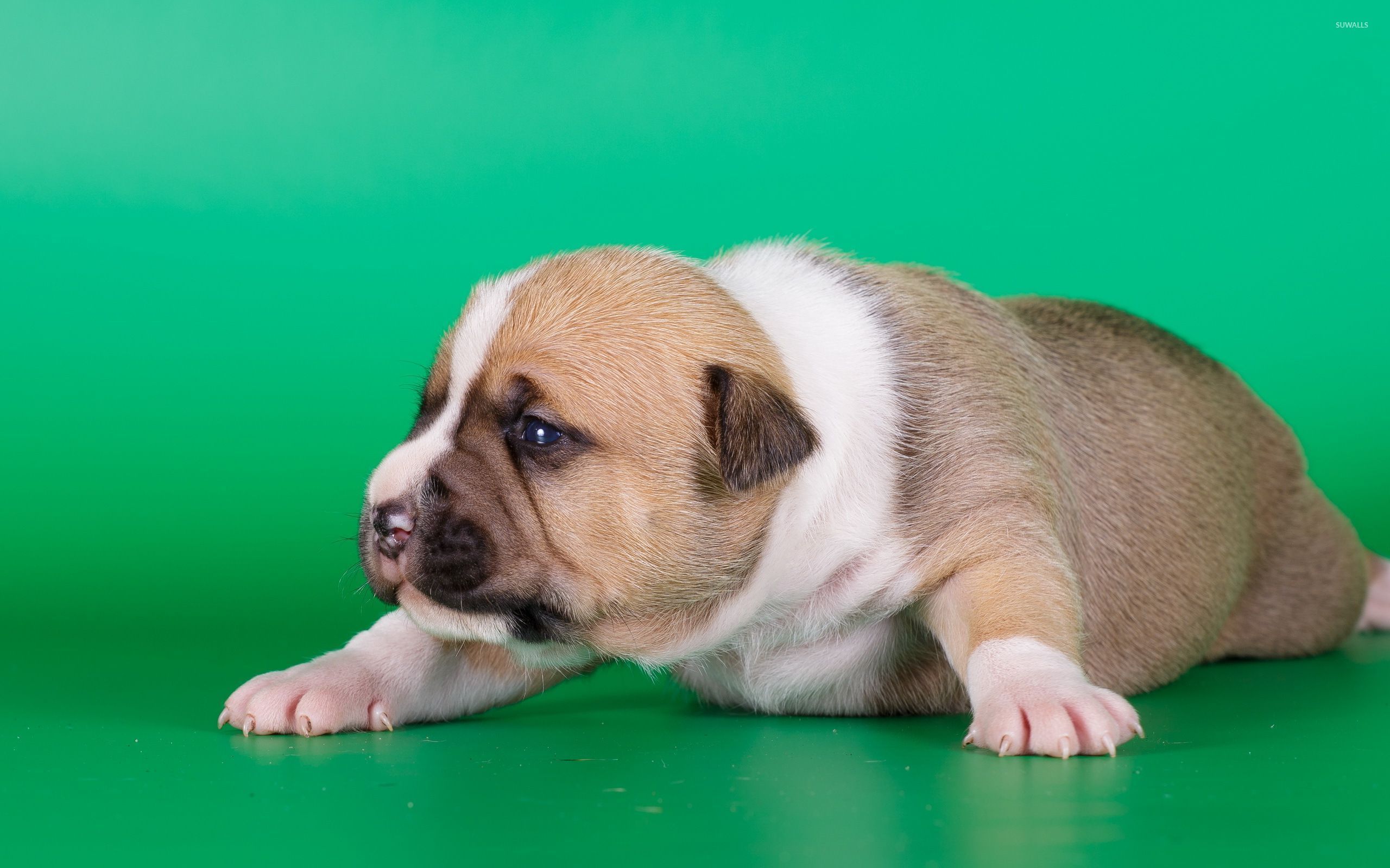 Cute fat puppy wallpaper wallpaper