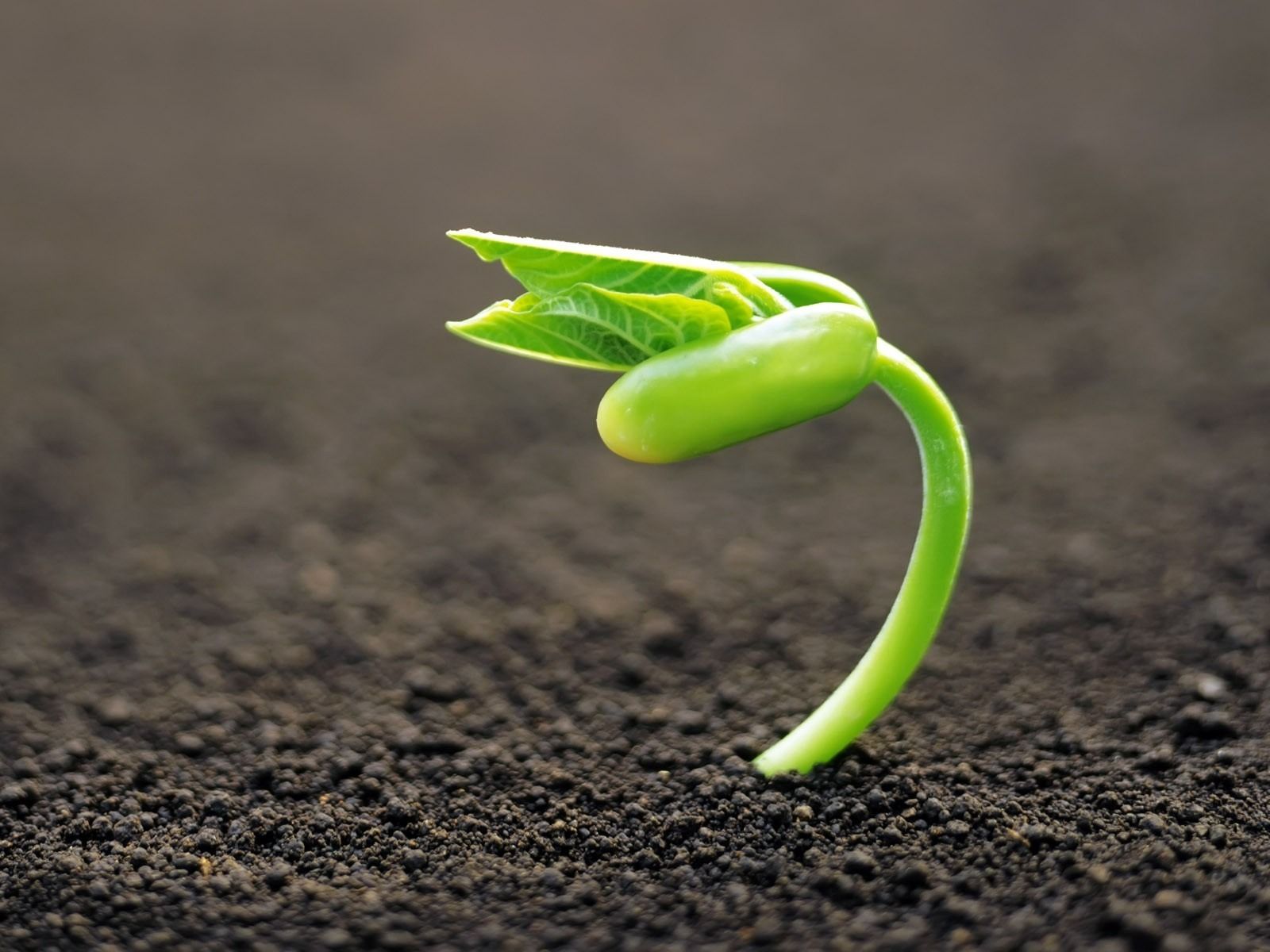 Sprout Wallpaper. Soil Sprout Wallpaper, Coconut Sprout HD Wallpaper and Professor Sprout Wallpaper