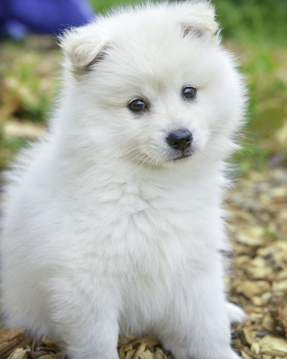 White Fluffy Dog Picture. Download Free Image